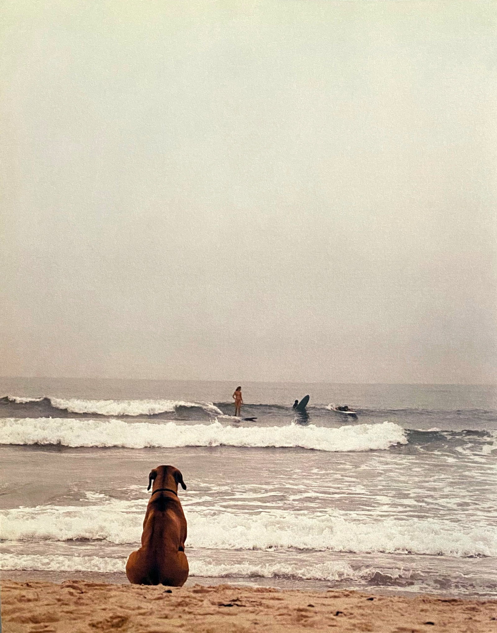 Michael Dweck, Beach Dog, Ditch Plains: Photographer: Michael Dweck is an American visual artist and filmmaker. Best known for his narrative photography, Dweck's work "explores ongoing struggles between identity and adaptation in endangered