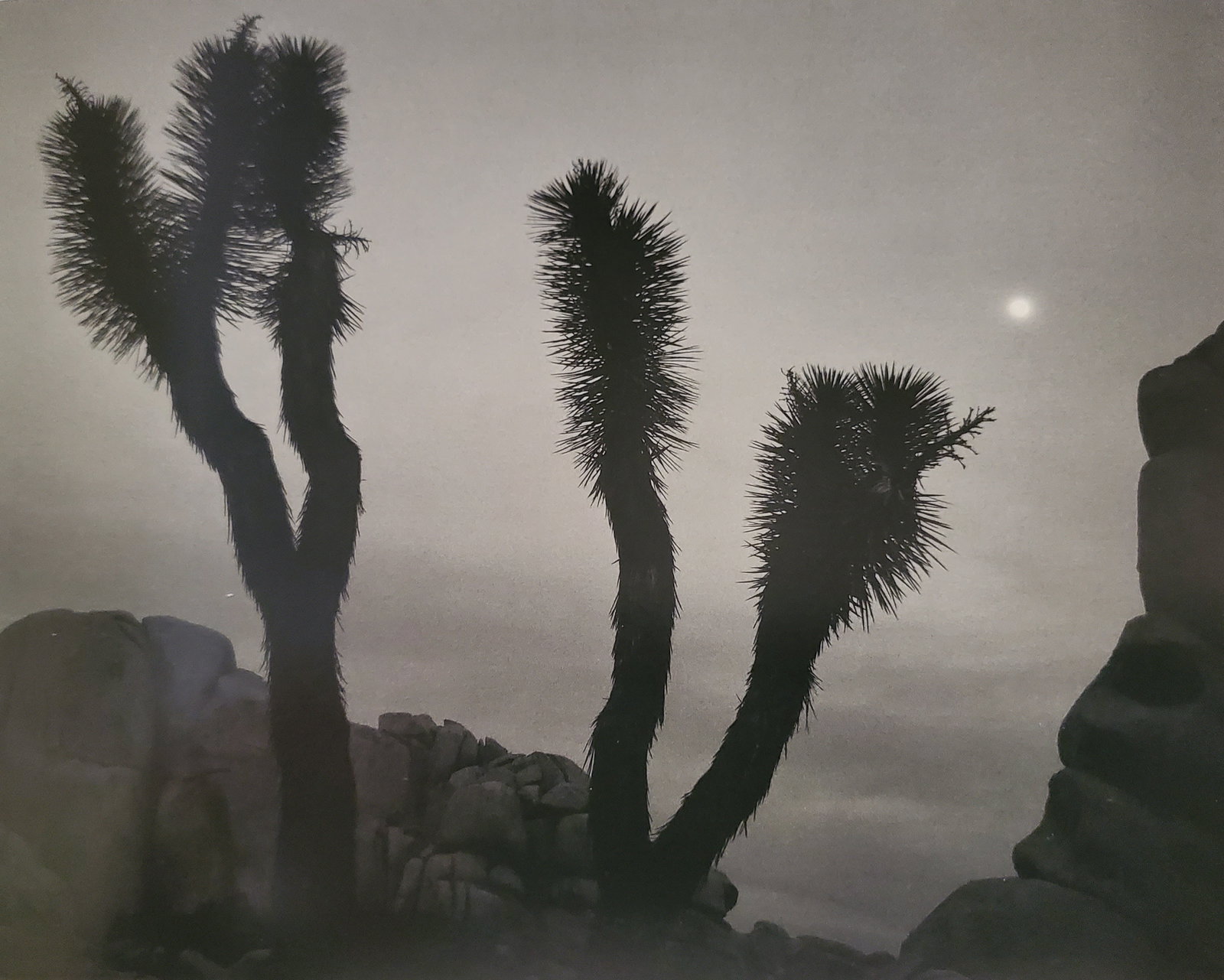 Ansel Adams, Moonrise, Joshua Tree National Park, California, 1948 (1 of 1)