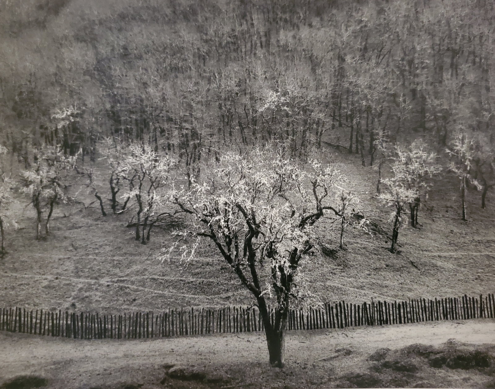 Ansel Adams, Oak Tree, Rain, Sonoma County, California, 1951: Photographer: Ansel Adams (American, 1902 - 1984) - Internationally renowned American photographer. One of the most influential artists in photographic history. Title: "Oak Tree, Rain, Sonoma County, 