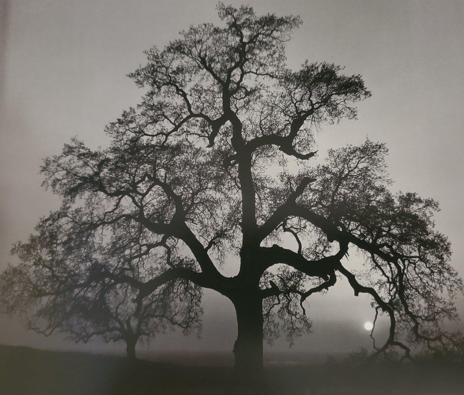 Ansel Adams, Oak Tree, Sunset City, California, 1962 (1 of 1)