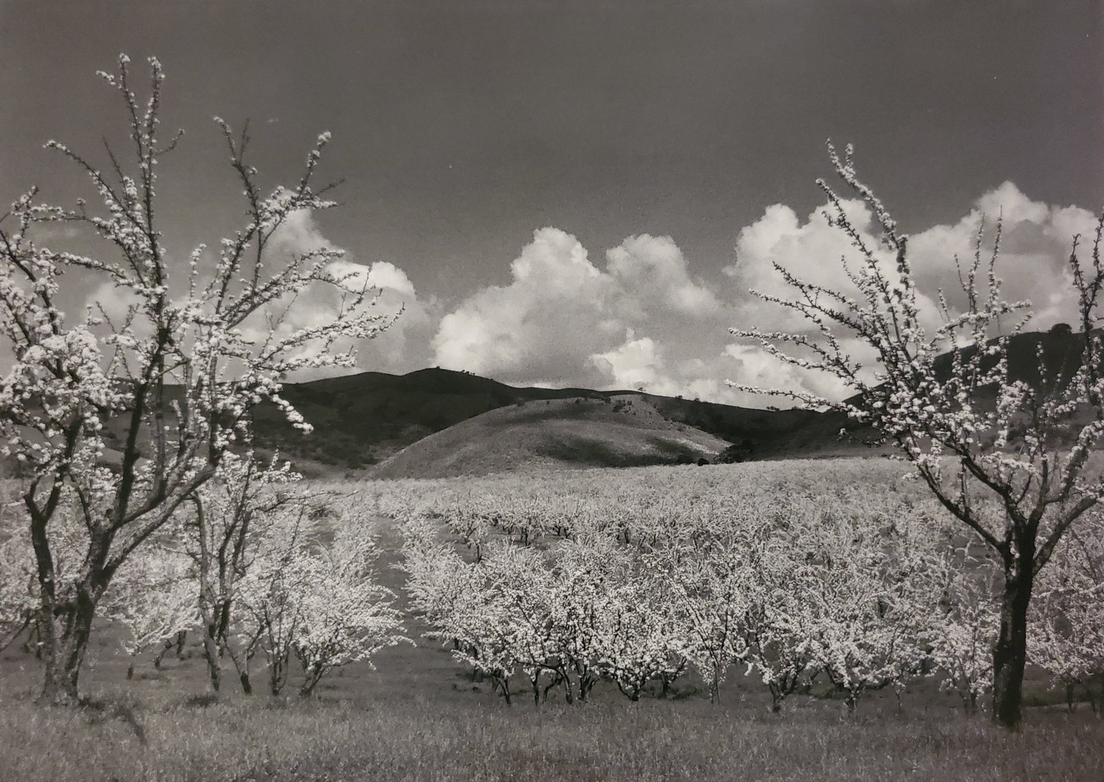 Ansel Adams, Orchard, Santa Clara, California, C. 1954 (1 of 1)