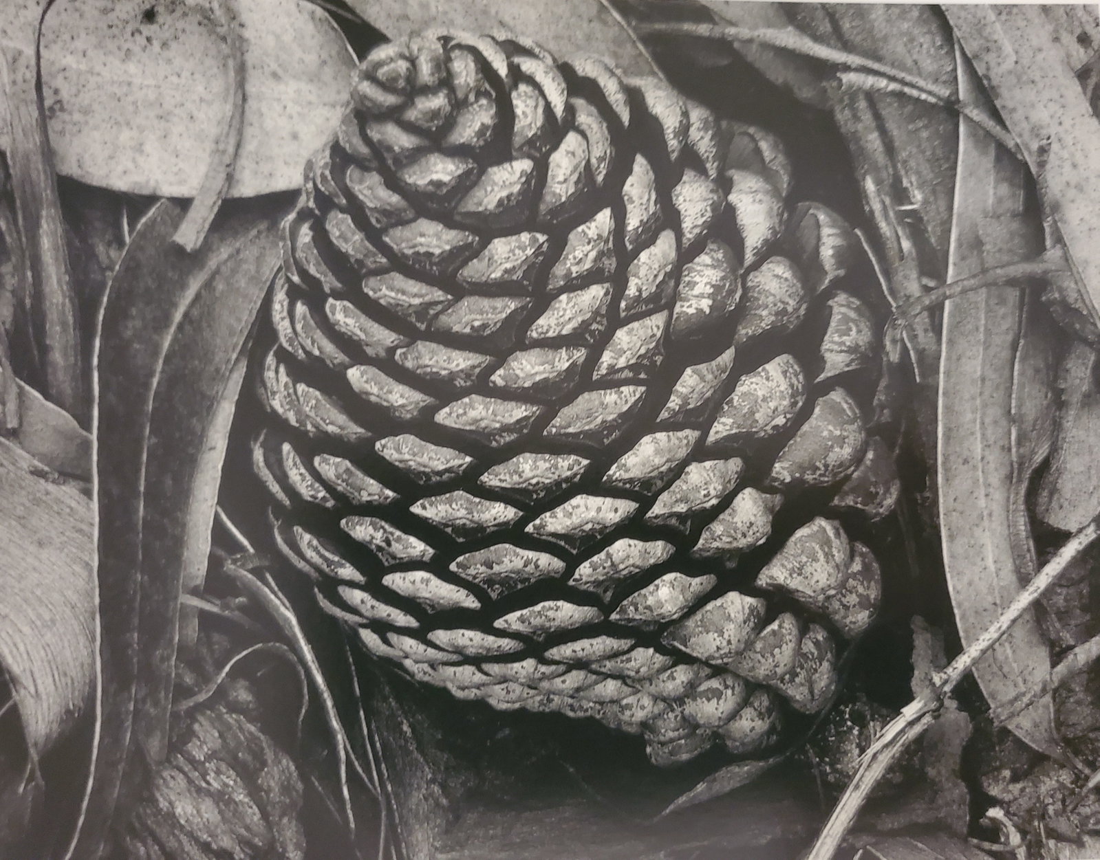 Ansel Adams, Pine Cone and Eucalyptus Leaves, San Francisco, Califonia, 1932 (1 of 1)