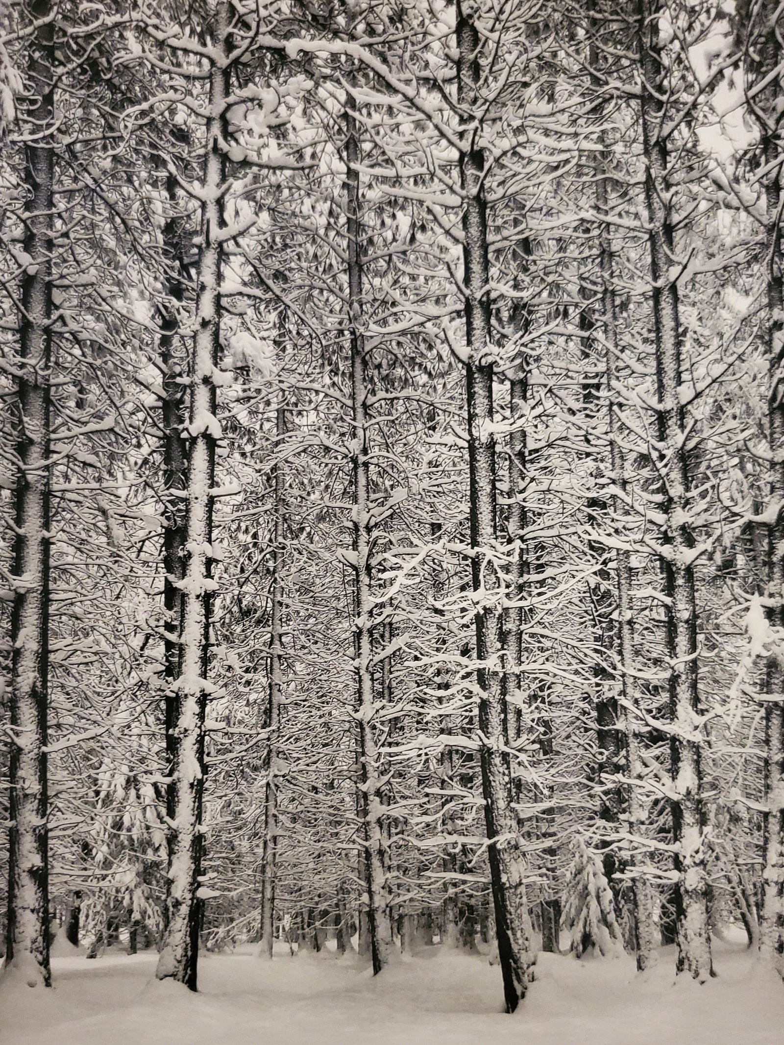 Ansel Adams, Pine Forest in Snow, Yosemite National Park, California, 1933: Photographer: Ansel Adams (American, 1902 - 1984) - Internationally renowned American photographer. One of the most influential artists in photographic history. Title: "Pine Forest in Snow, Yosemite N