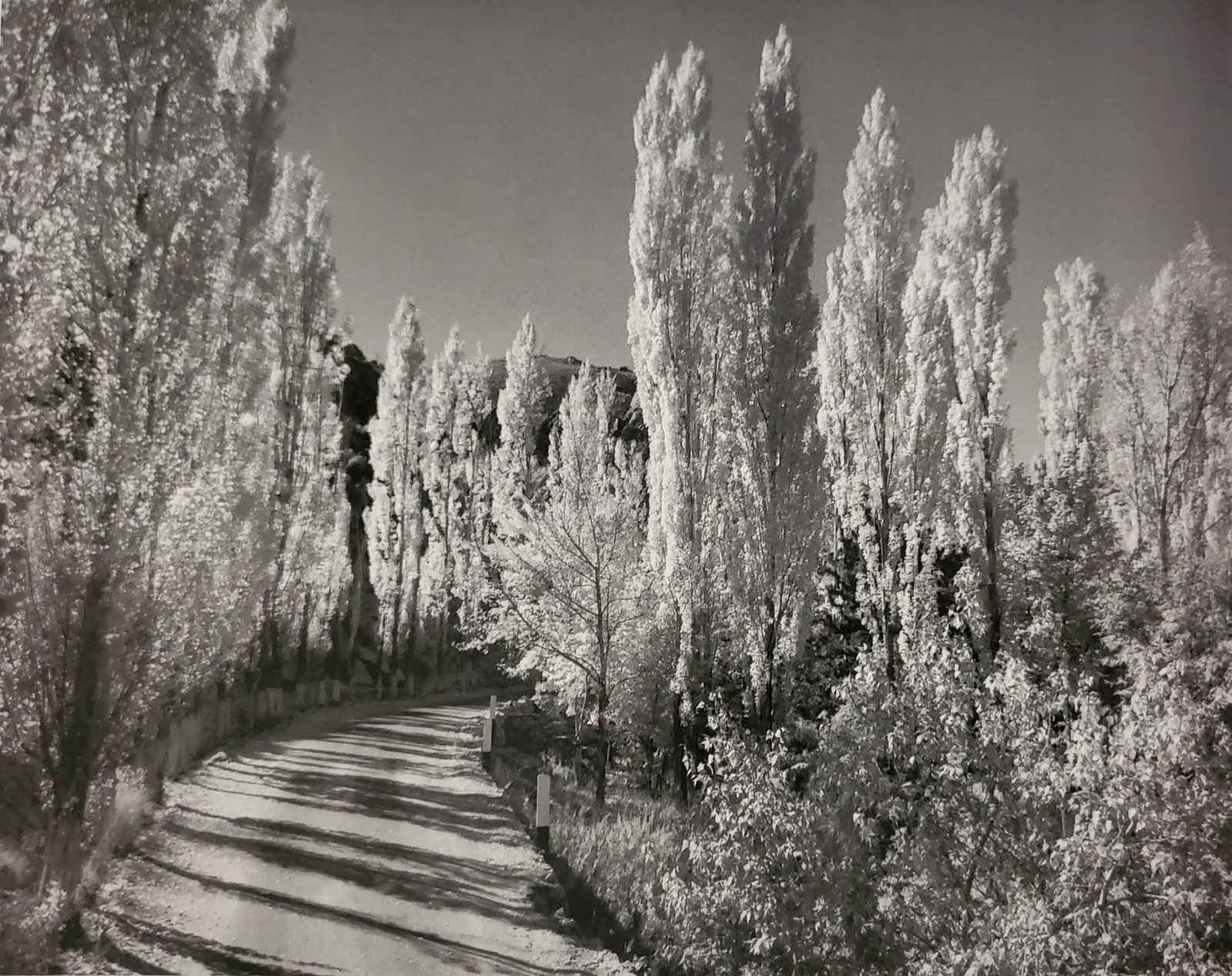 Ansel Adams, Poplars, Autumn, Ownes Valley Road, California, C. 1939 (1 of 1)