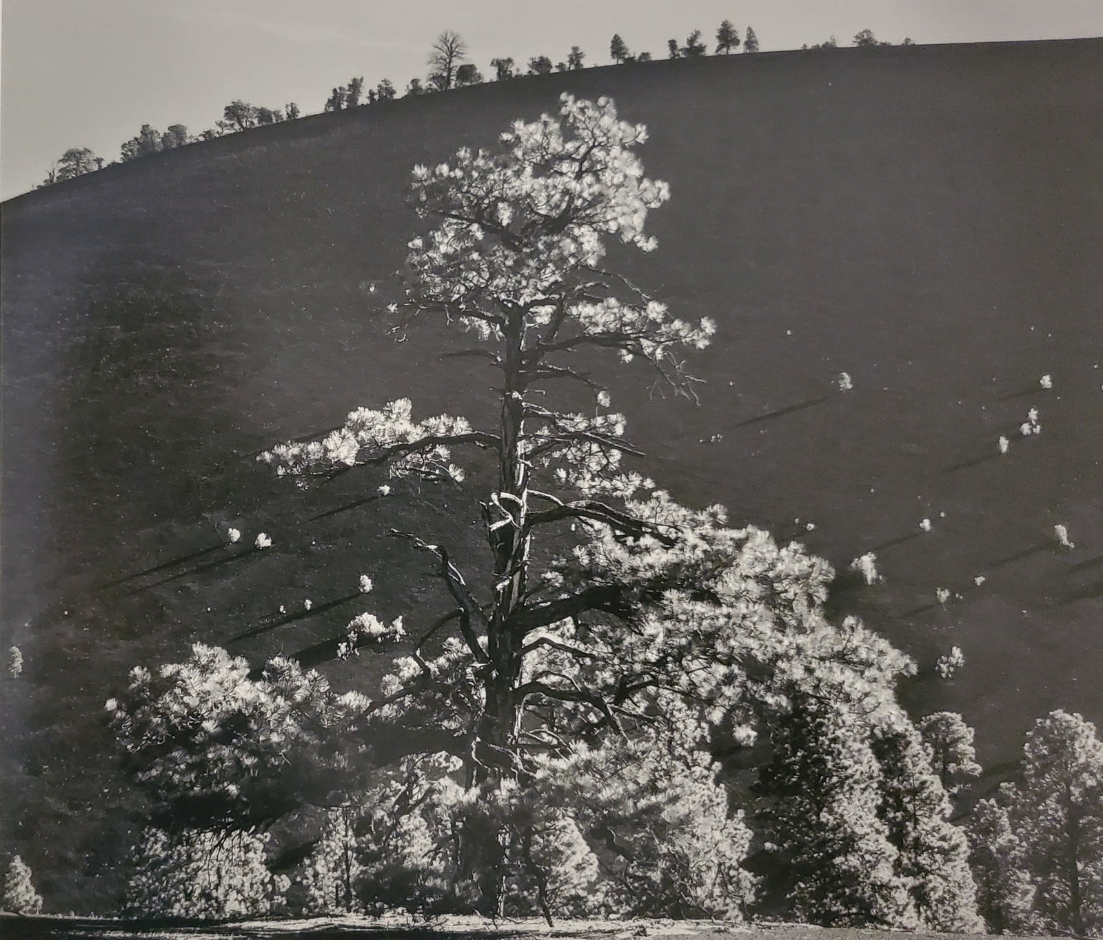 Ansel Adams, Pumice Slope and Pine Trees, Sunset Crater National Monument, Arizona, C. 1947 (1 of 1)
