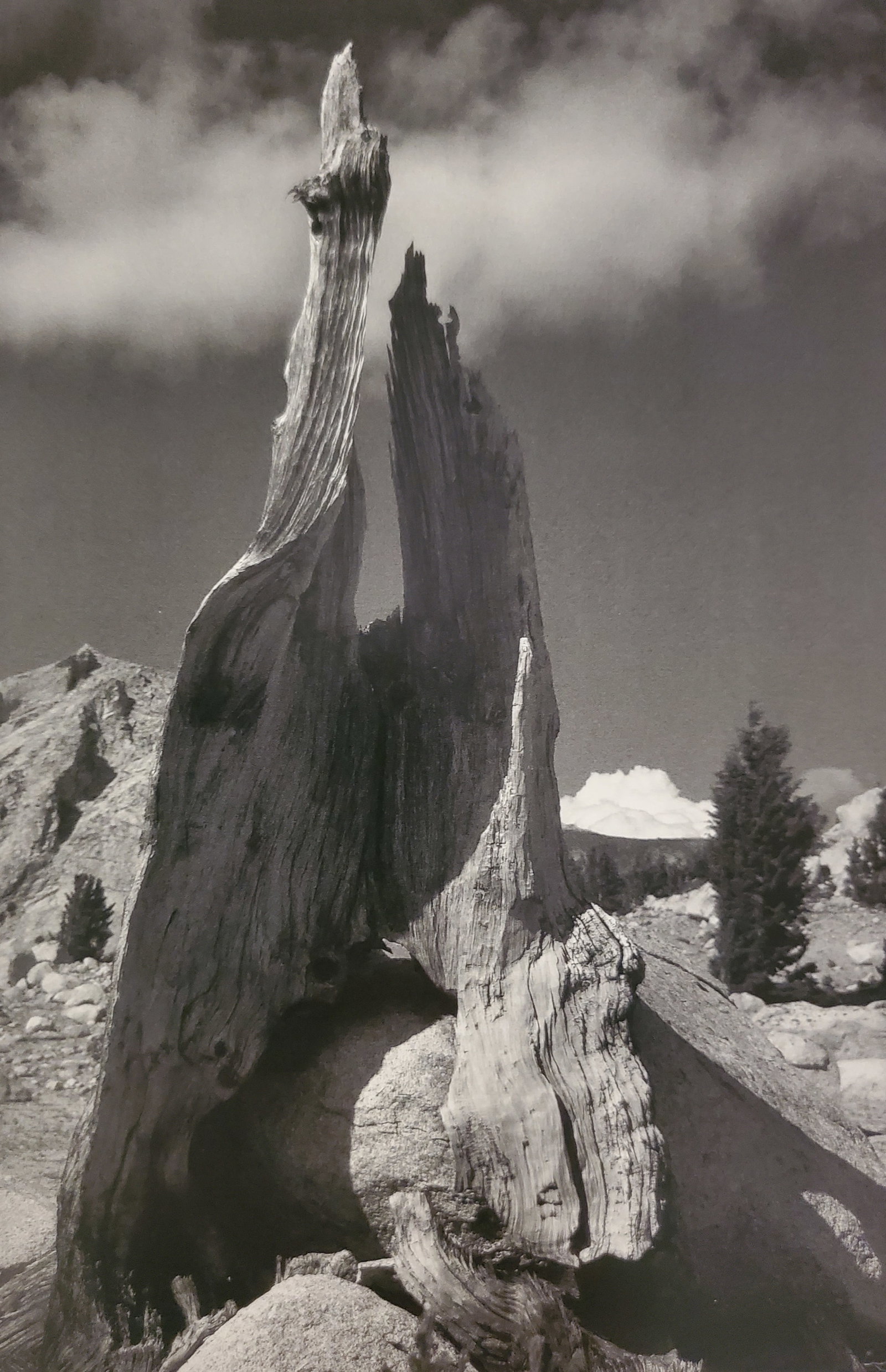 Ansel Adams, Stump and Clouds, Near Young Lakes, Yosemite National Park, California, c. 1945: Photographer: Ansel Adams (American, 1902 - 1984) - Internationally renowned American photographer. One of the most influential artists in photographic history. Title: "Stump and Clouds, Near Young La