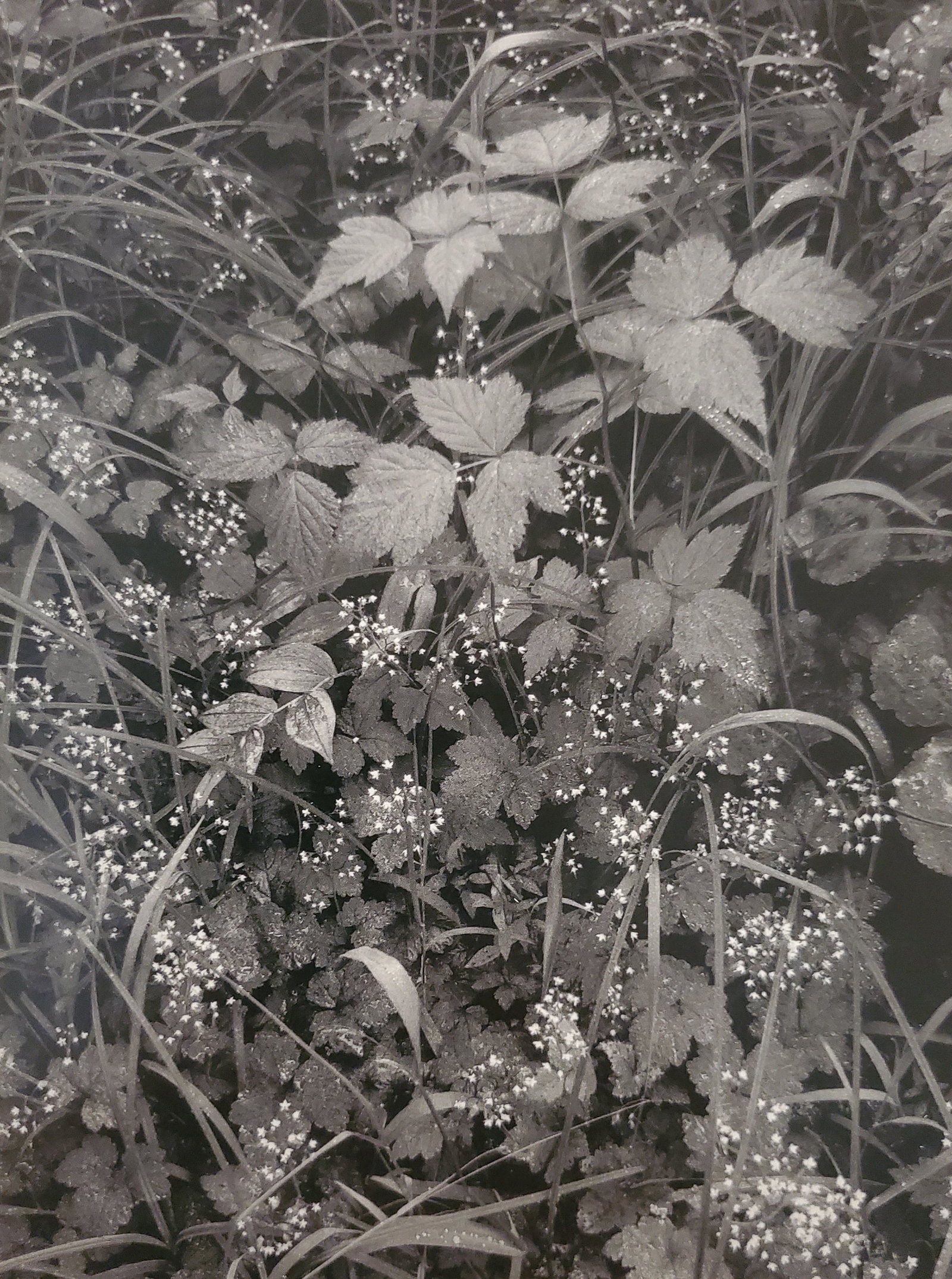Ansel Adams, Trailside, Near Juneau, Alaska, 1947 (1 of 1)