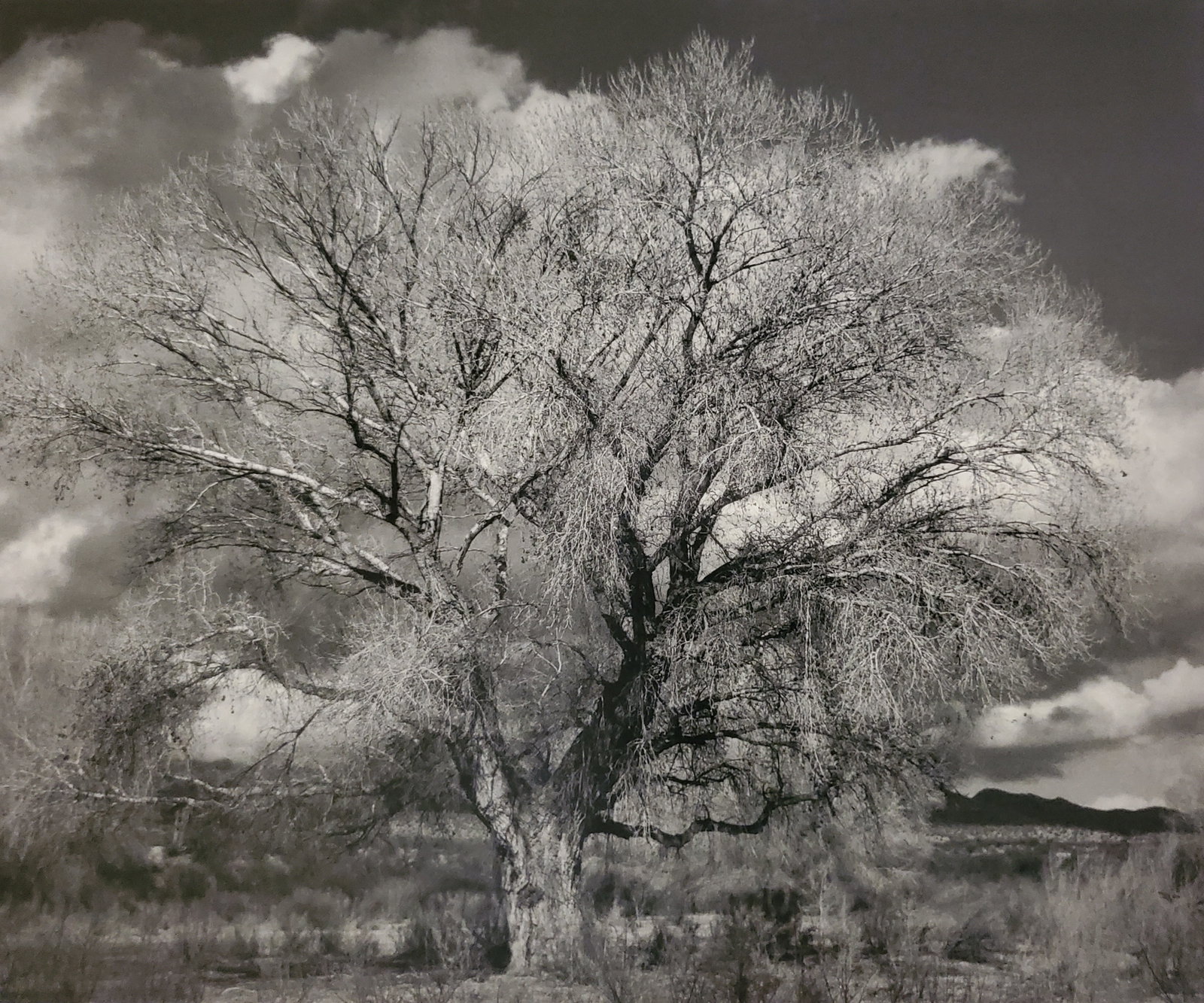 Ansel Adams, Tree and Clouds, Tucson, Arizona, C. 1944: Photographer: Ansel Adams (American, 1902 - 1984) - Internationally renowned American photographer. One of the most influential artists in photographic history. Title: "Tree and Clouds, Tucson, Arizon