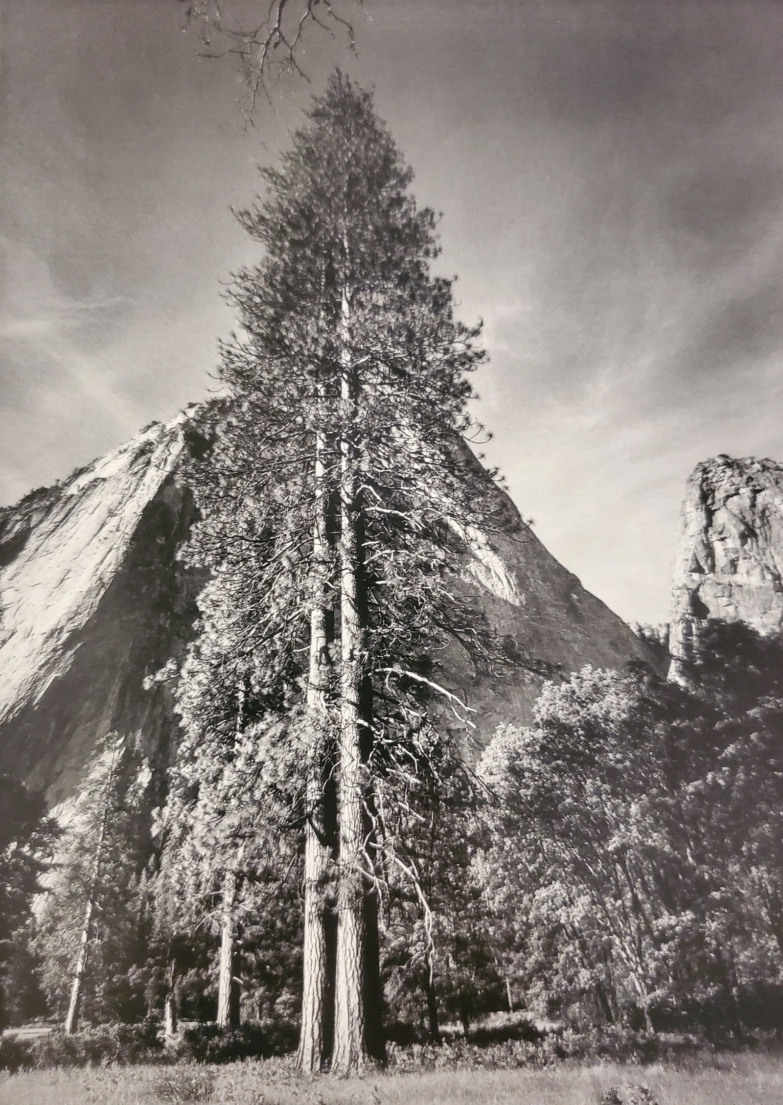 Ansel Adams, Trees and Cliffs, Yosemite National Park, California, 1954 (1 of 1)