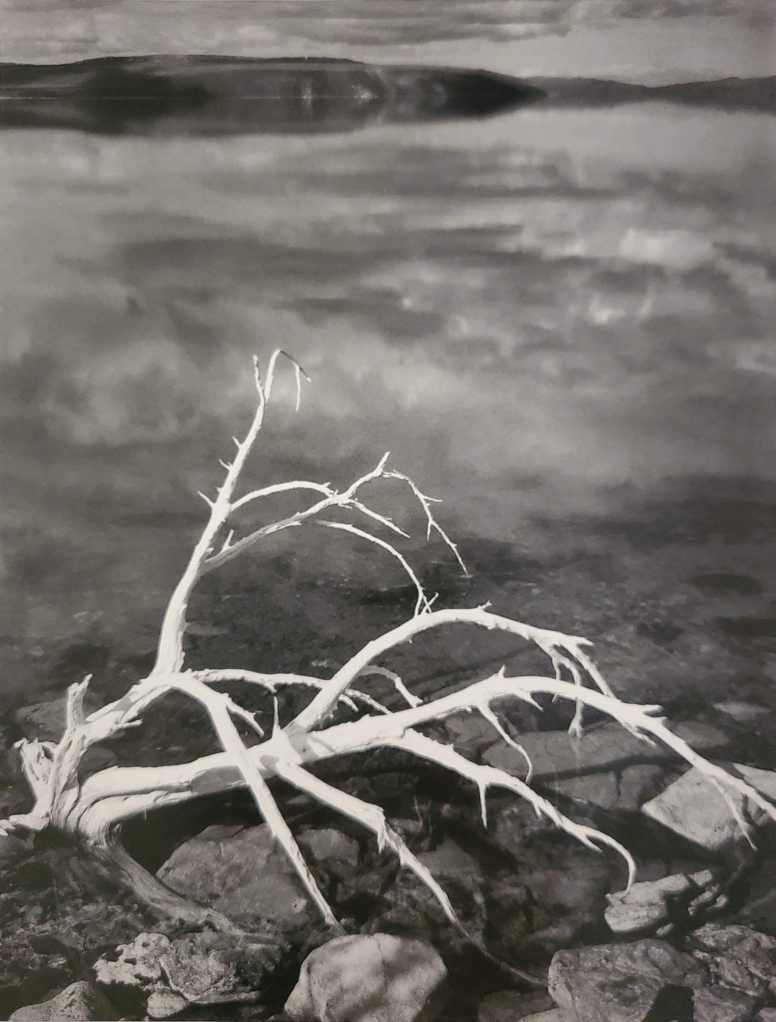 Ansel Adams, White Branches, Mono Lake, California, 1947: Photographer: Ansel Adams (American, 1902 - 1984) - Internationally renowned American photographer. One of the most influential artists in photographic history. Title: "White Branches, Mono Lake, Cali