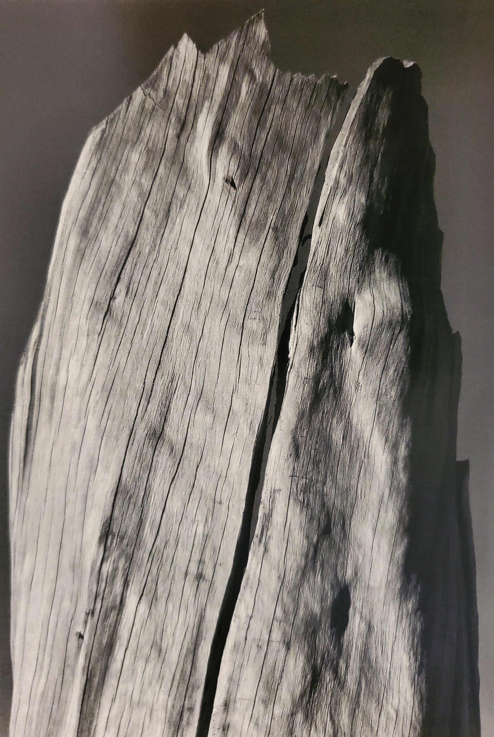 Ansel Adams, White Stump, Sierra Nevada, California, 1936 (1 of 1)
