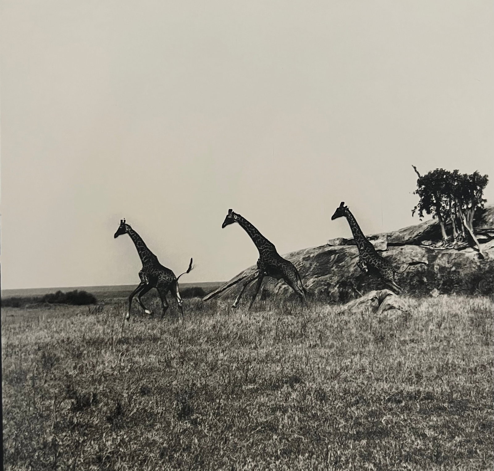 Patrick Demarchelier, Giraffes II, Tanzania, 1993: Photographer: PATRICK DEMARCHELIER: internationally renowned fashion and portrait photographer known for his ability to represent the true personalities of his subjects. He discovered his passion at 1