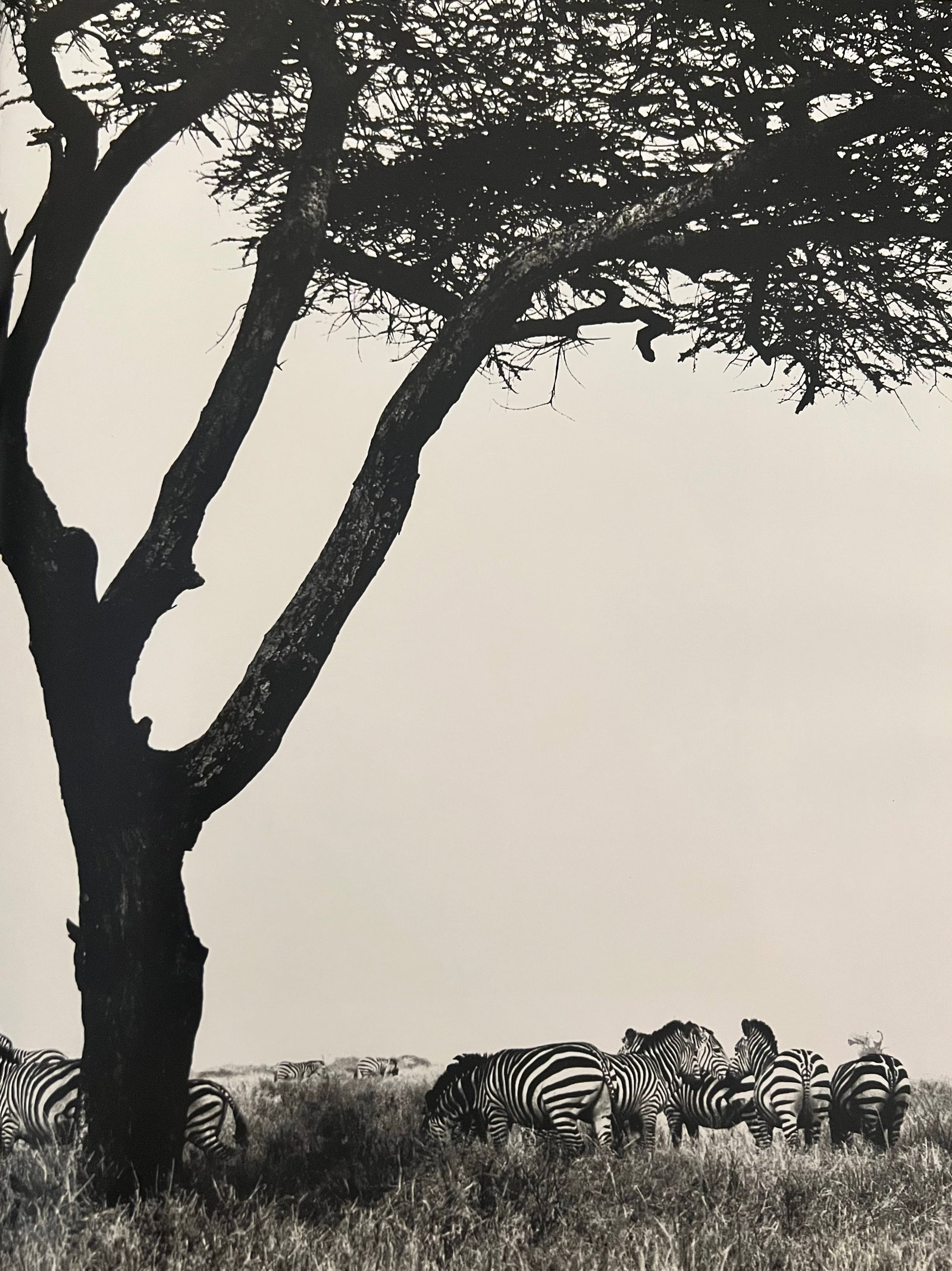 Patrick Demarchelier, Zebras, Tanzania, 1993 (1 of 1)