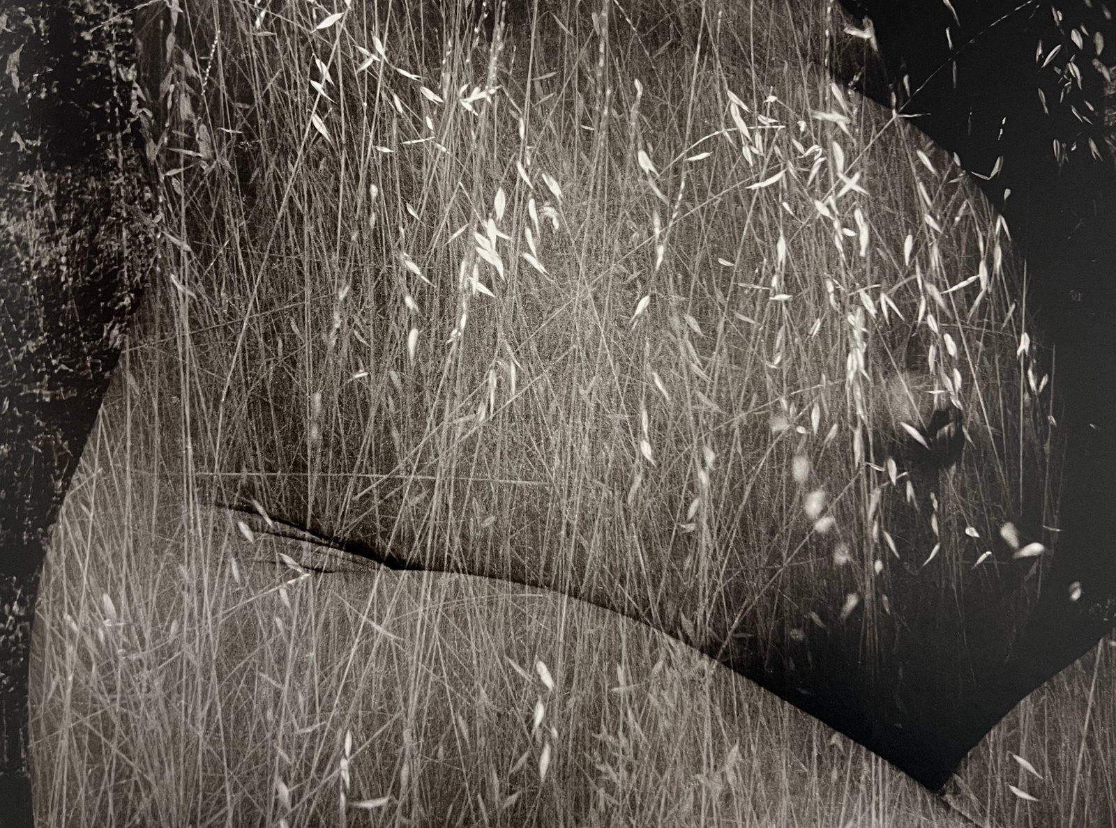 Ruth Bernhard, Harvest, 1953: Ruth Bernhard (1905-2006) was the daughter of Lucien Bernhard, a graphic designer known as "the father of the German poster." After studying for two years at the Berlin Academy of Art, she came to New