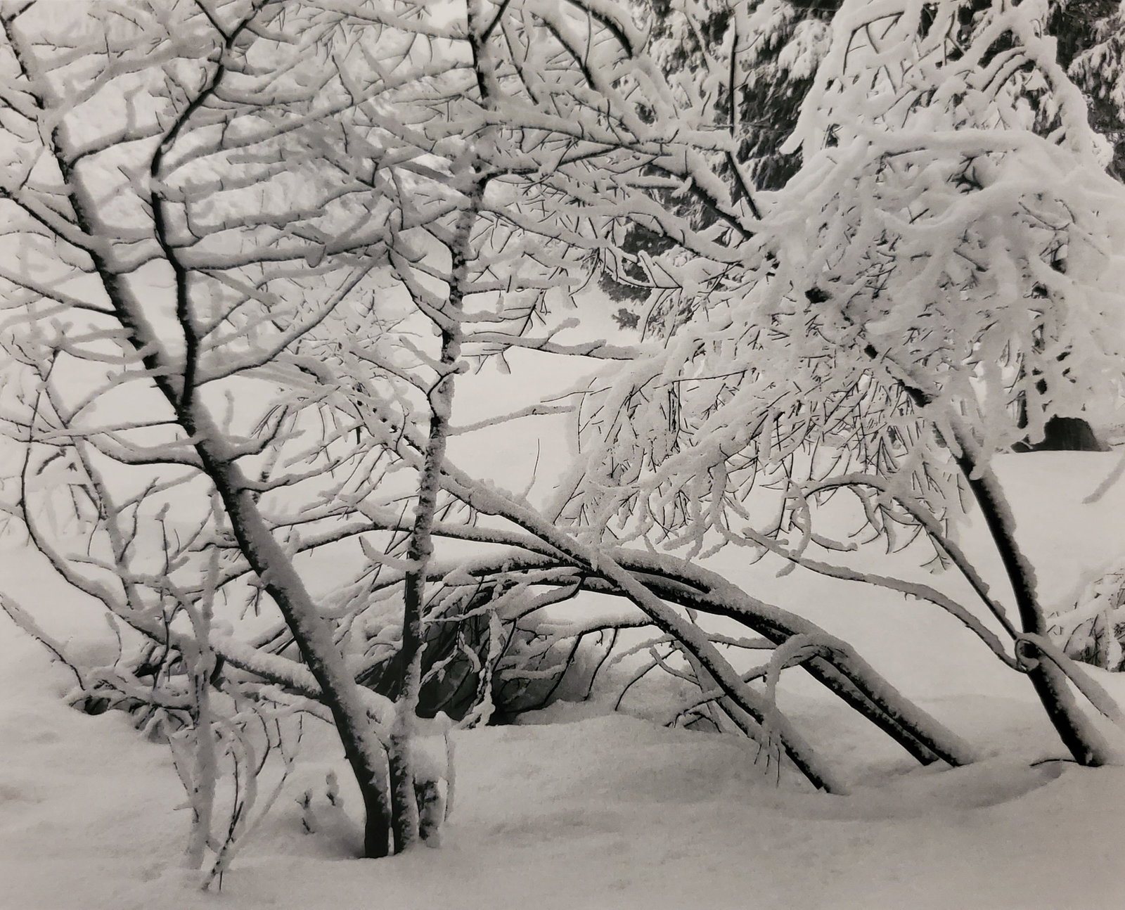 Ansel Adams, Alders in Snow, Yosemite National Park, California, C. 1929: Photographer: Ansel Adams (American, 1902 - 1984) - Internationally renowned American photographer. One of the most influential artists in photographic history. Title: "Alders in Snow, Yosemite Nation