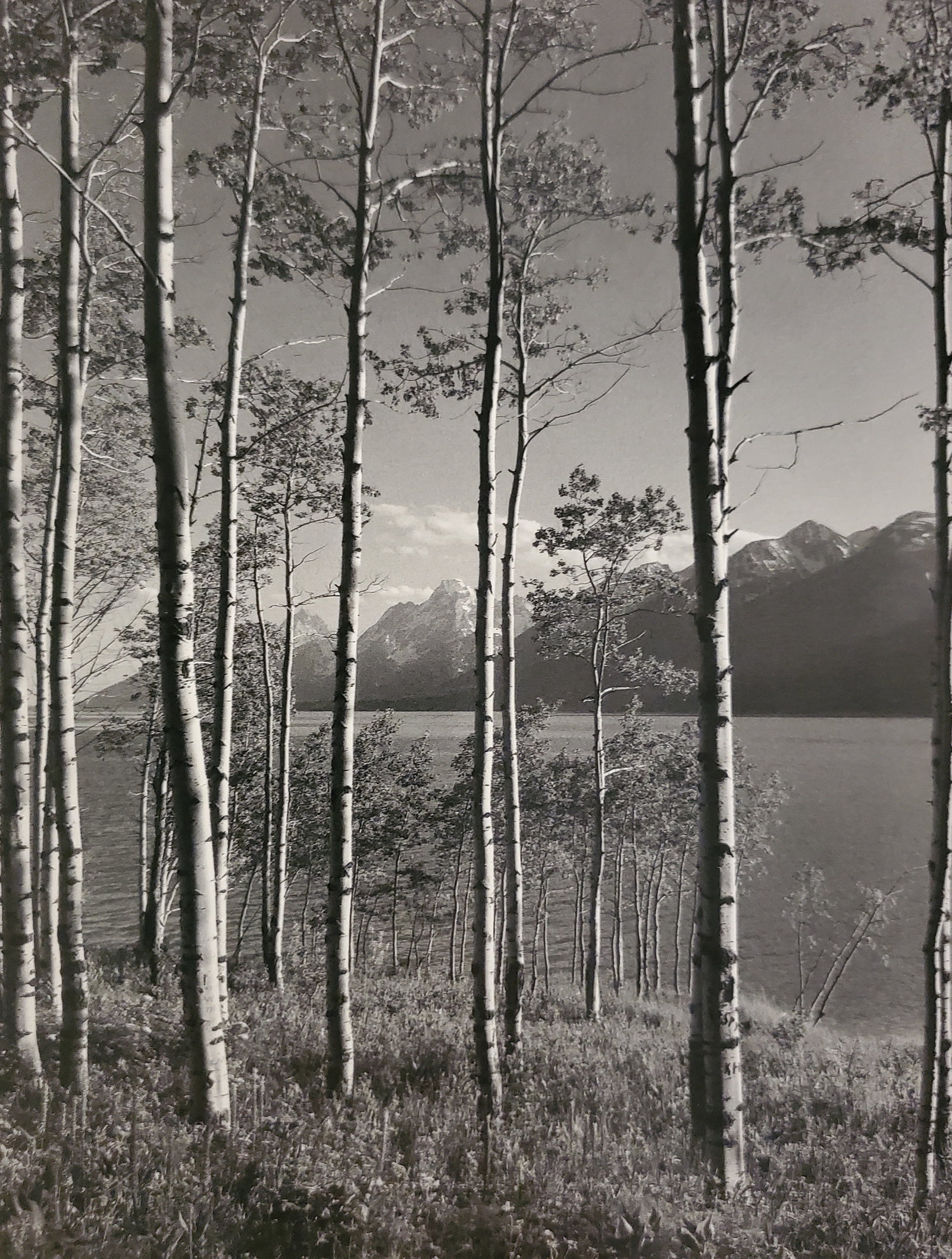 Ansel Adams, Aspen Grove, Jackson Lake, Grand Teton National Park, Wyoming, C. 1948: Photographer: Ansel Adams (American, 1902 - 1984) - Internationally renowned American photographer. One of the most influential artists in photographic history. Title: "Aspen Grove, Jackson Lake, Gran