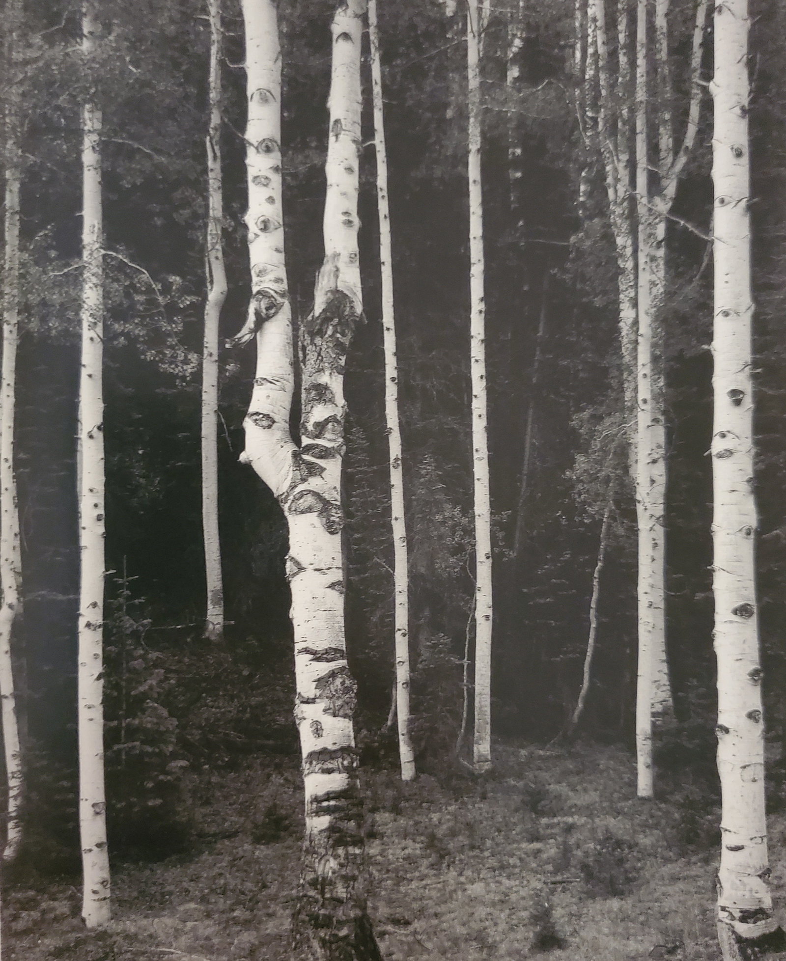 Ansel Adams, Aspen Grove, North Rim, Grand Canyon National Park, Arizona, C. 1947: Photographer: Ansel Adams (American, 1902 - 1984) - Internationally renowned American photographer. One of the most influential artists in photographic history. Title: "Aspen Grove, North Rim, Grand C