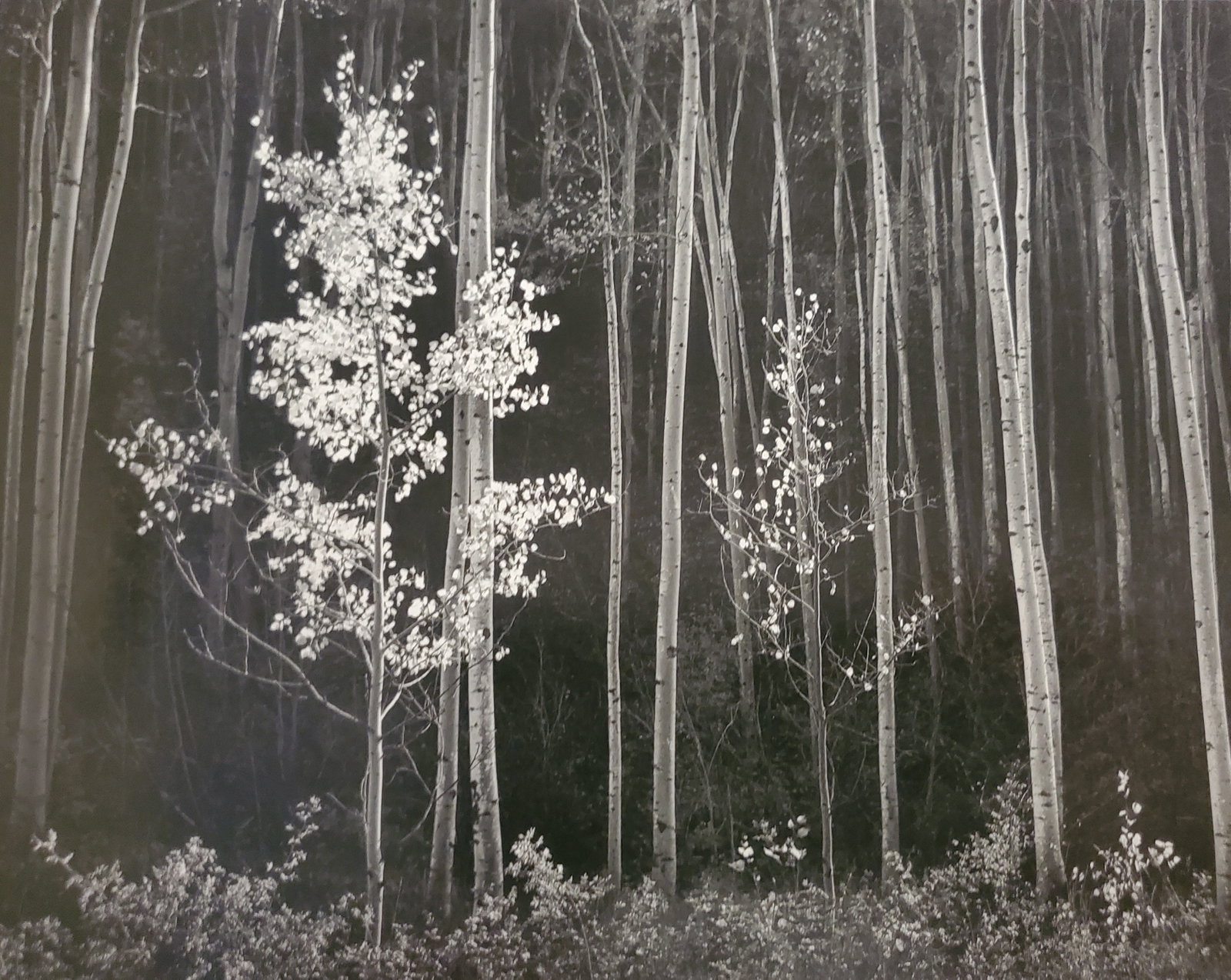 Ansel Adams, Aspens, Northern New Mexico, 1958: Photographer: Ansel Adams (American, 1902 - 1984) - Internationally renowned American photographer. One of the most influential artists in photographic history. Title: "Aspens, Northern New Mexico" Da