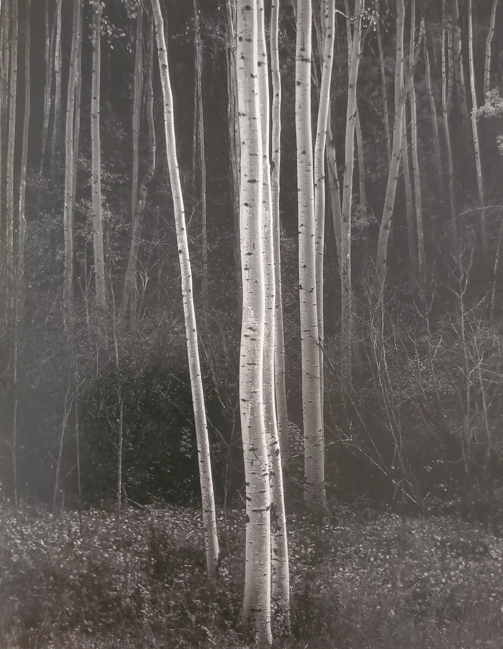 Ansel Adams, Aspens, Northern Nex Mexico, 1958: Photographer: Ansel Adams (American, 1902 - 1984) - Internationally renowned American photographer. One of the most influential artists in photographic history. Title: "Aspens, Northern Nex Mexico" Da