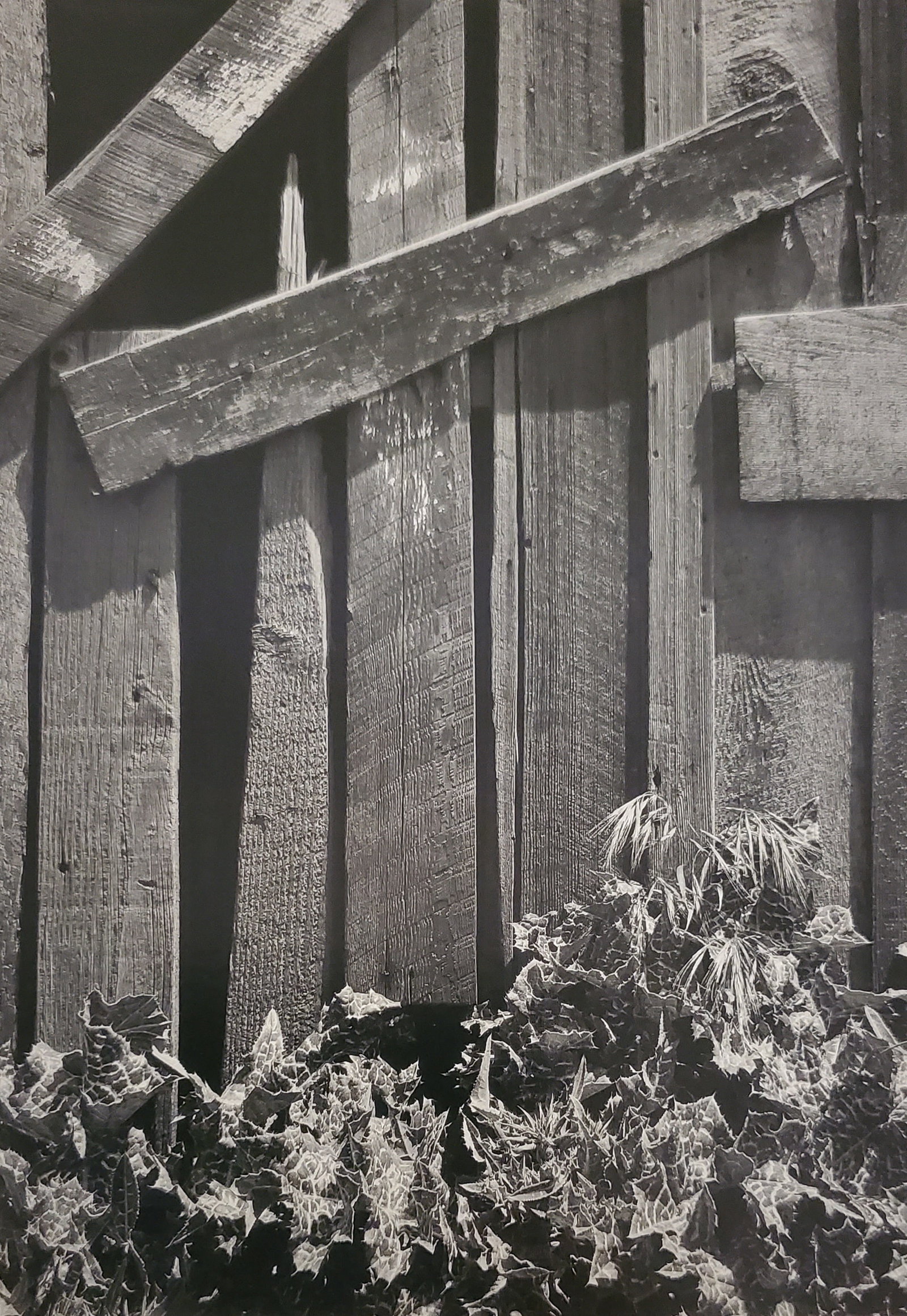 Ansel Adams, Boards and Thistles, San Francisco, California, 1932: Photographer: Ansel Adams (American, 1902 - 1984) - Internationally renowned American photographer. One of the most influential artists in photographic history. Title: "Boards and Thistles, San Franci