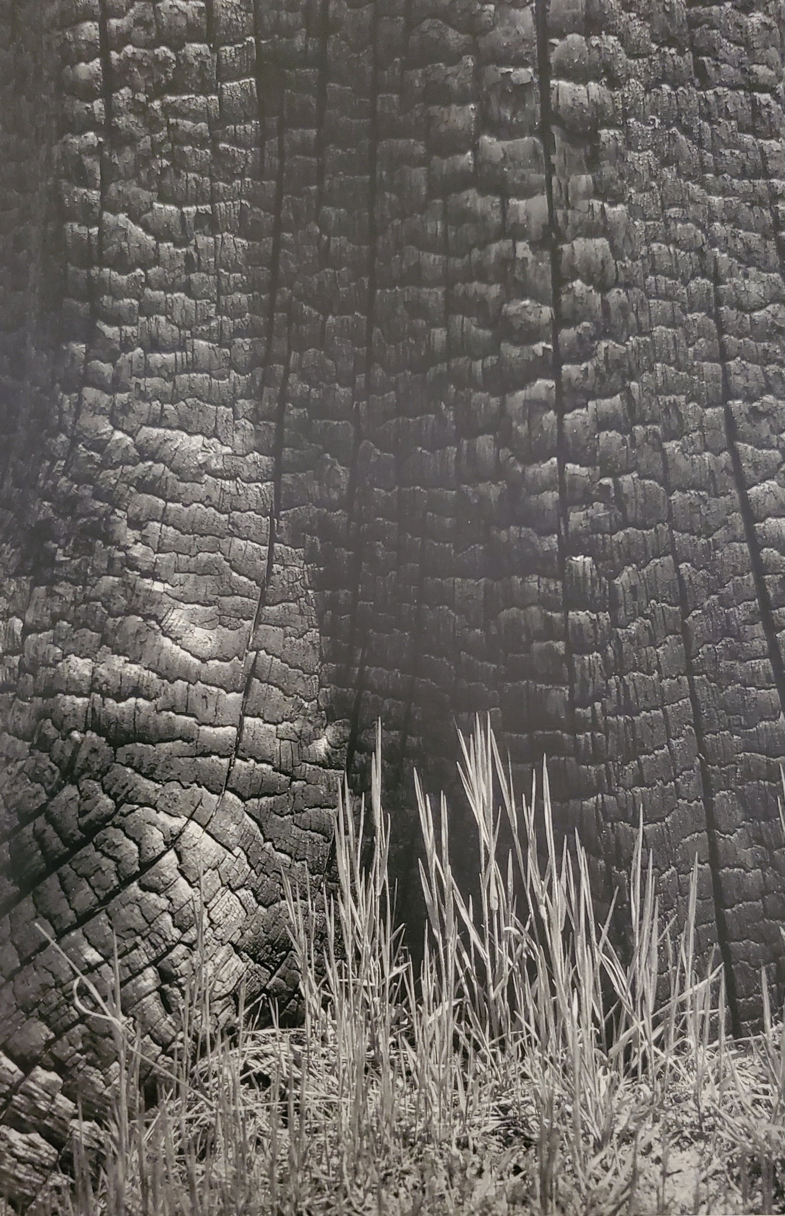 Ansel Adams, Burnt Stump and New Grass, Sierra Nevada, California, 1935: Photographer: Ansel Adams (American, 1902 - 1984) - Internationally renowned American photographer. One of the most influential artists in photographic history. Title: "Burnt Stump and New Grass, Sier