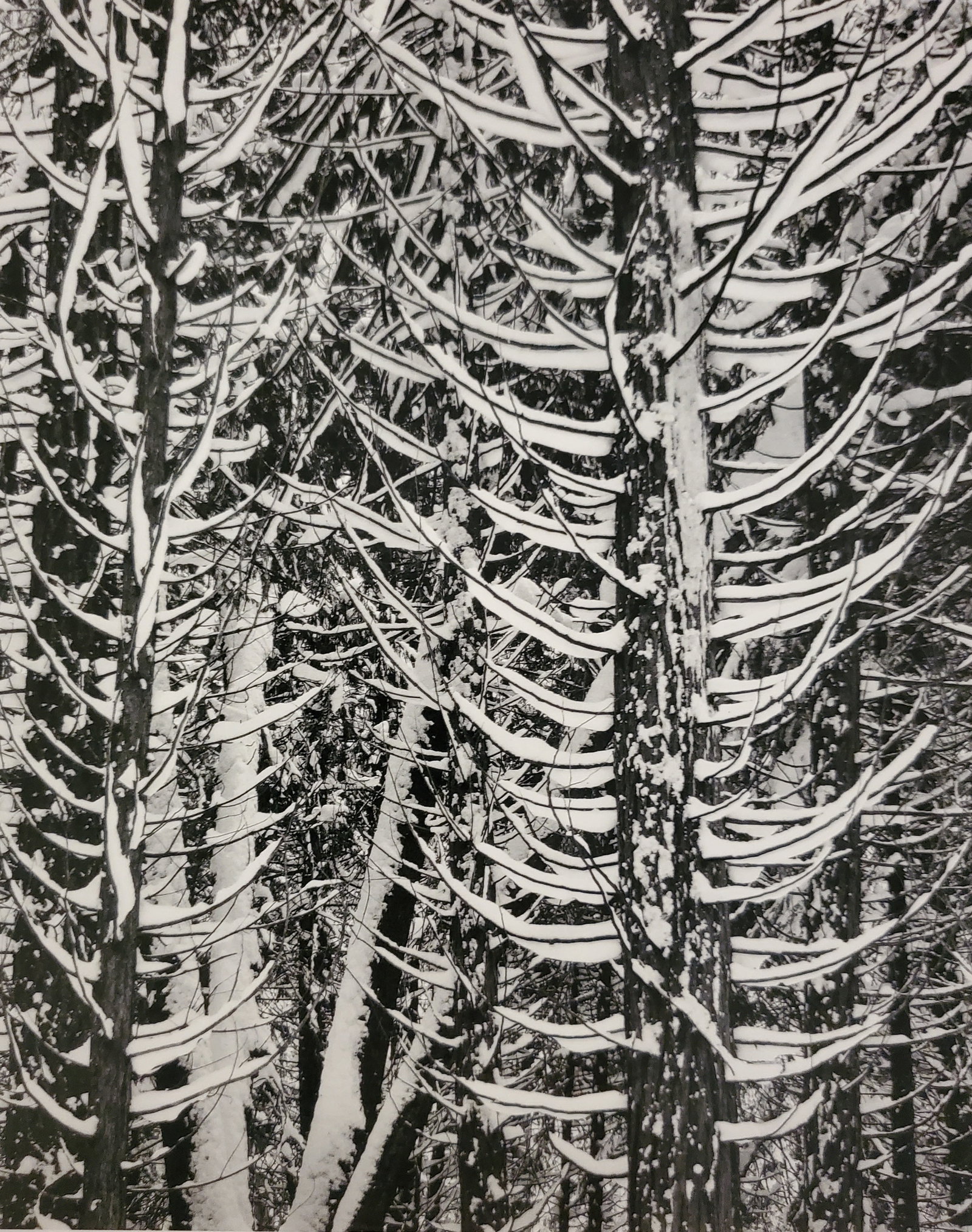 Ansel Adams, Cedar Trees, Winter, Yosemite National Park, California, C. 1949: Photographer: Ansel Adams (American, 1902 - 1984) - Internationally renowned American photographer. One of the most influential artists in photographic history. Title: "Cedar Trees, Winter, Yosemite N