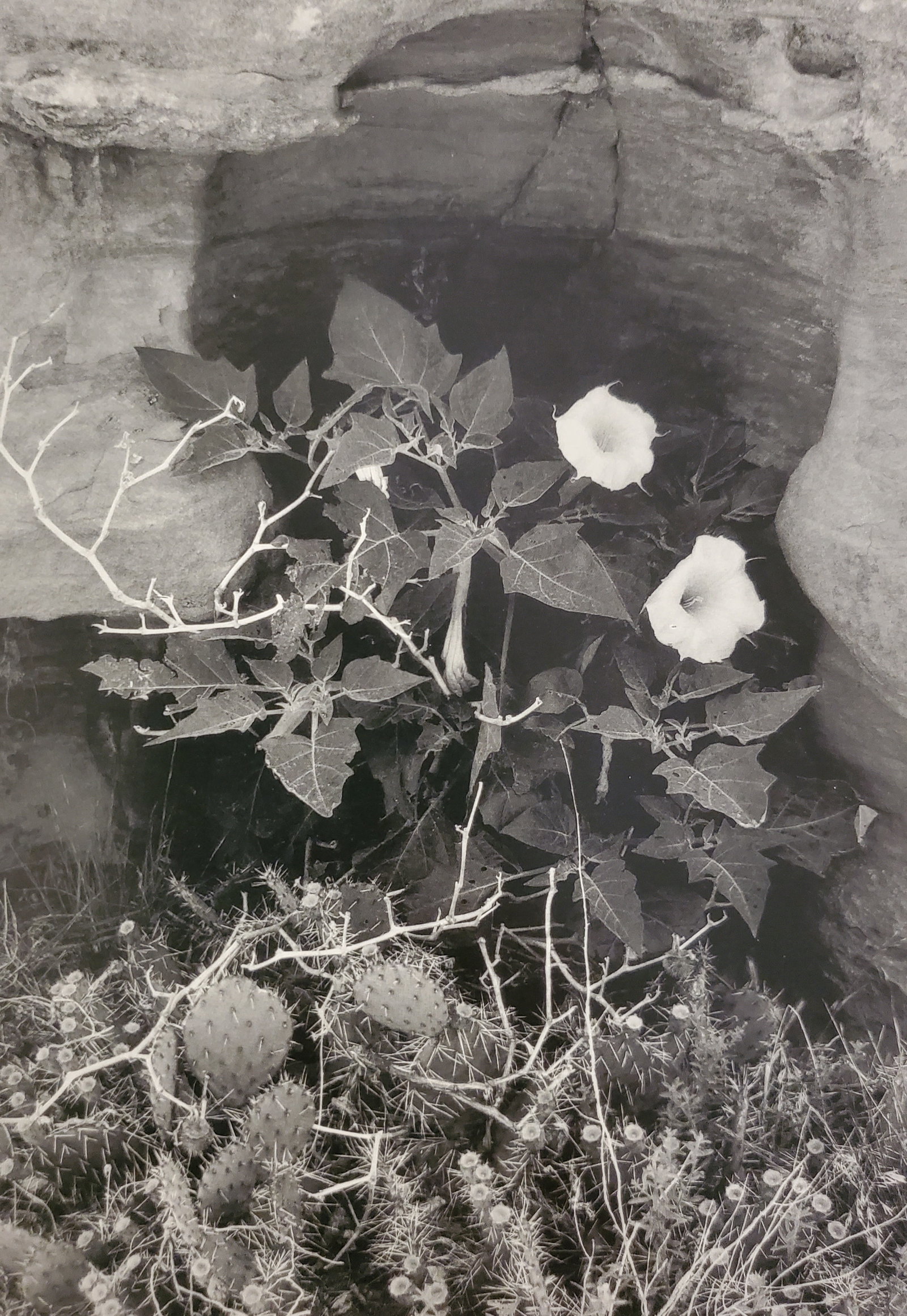 Ansel Adams, Datura Flower, Canyon De Chelly National Monument, Arizona, 1947: Photographer: Ansel Adams (American, 1902 - 1984) - Internationally renowned American photographer. One of the most influential artists in photographic history. Title: "Datura Flower, Canyon De Chelly