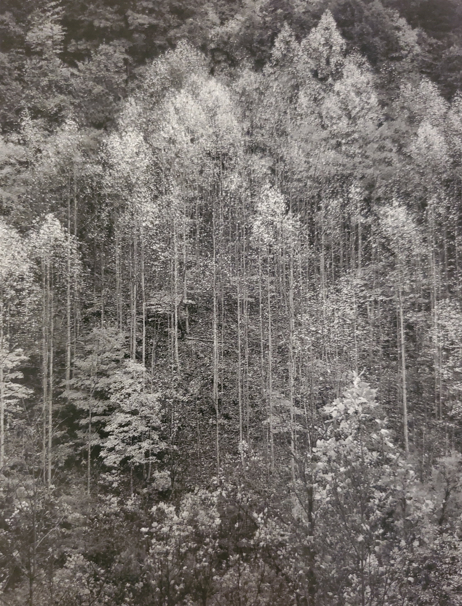 Ansel Adams, Dawn, Autumn, Great Smoky Mountains National Park, Tennessee, 1948: Photographer: Ansel Adams (American, 1902 - 1984) - Internationally renowned American photographer. One of the most influential artists in photographic history. Title: "Dawn, Autumn, Great Smoky Mount