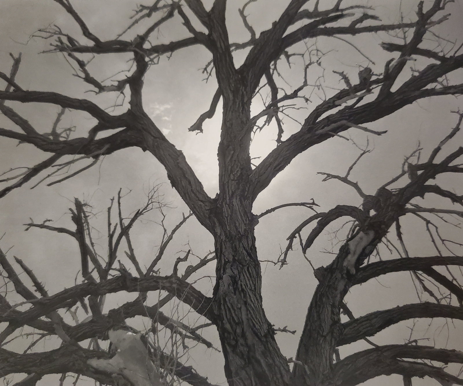 Ansel Adams, Dead Cottonwood Tree, Near Santa Fe, New Mexico, 1961: Photographer: Ansel Adams (American, 1902 - 1984) - Internationally renowned American photographer. One of the most influential artists in photographic history. Title: "Dead Cottonwood Tree, Near Sant