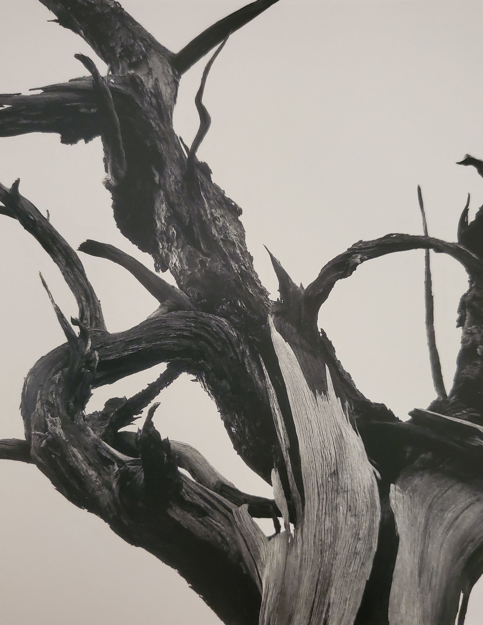 Ansel Adams, Dead Tree, Sunset Crater National Monument, Arizona, 1938: Photographer: Ansel Adams (American, 1902 - 1984) - Internationally renowned American photographer. One of the most influential artists in photographic history. Title: "Dead Tree, Sunset Crater Nation