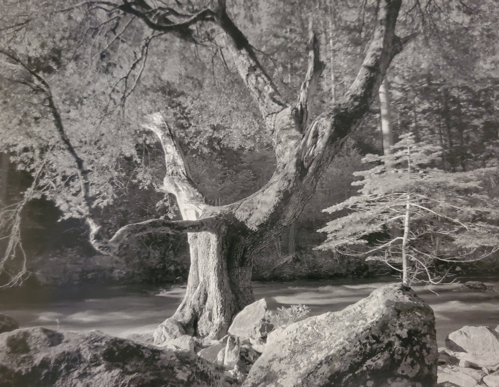 Ansel Adams, Early Morning, Merced River, Yosemite National Park, California, C. 1950: Photographer: Ansel Adams (American, 1902 - 1984) - Internationally renowned American photographer. One of the most influential artists in photographic history. Title: "Early Morning, Merced River, Yo