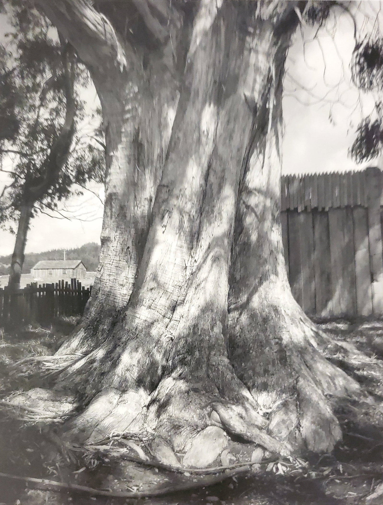 Ansel Adams, Eucalyptus Tree, Fort Ross, California, 1969 (1 of 1)