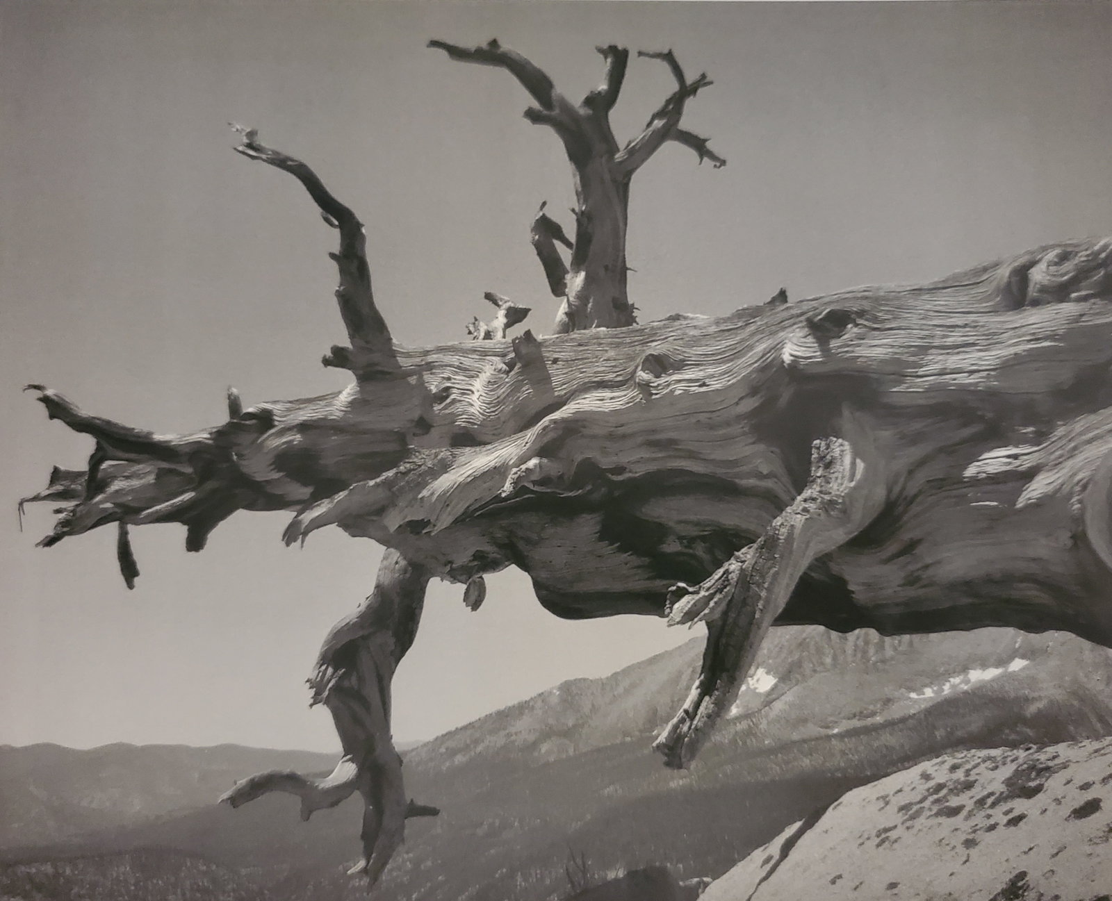Ansel Adams, Fallen Tree, Kern River Canyon, Sequoia National Park, California, C. 1935: Photographer: Ansel Adams (American, 1902 - 1984) - Internationally renowned American photographer. One of the most influential artists in photographic history. Title: "Fallen Tree, Kern River Canyon,