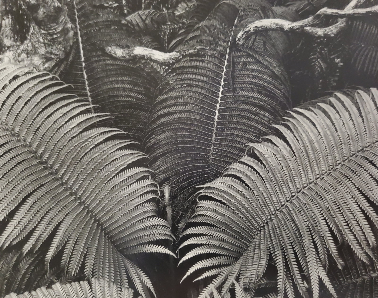Ansel Adams, Ferns, Near Kilauea Crater, Hawaii Volcanoes National Park, Hawaii, C. 1956: Photographer: Ansel Adams (American, 1902 - 1984) - Internationally renowned American photographer. One of the most influential artists in photographic history. Title: "Ferns, Near Kilauea Crater, Haw