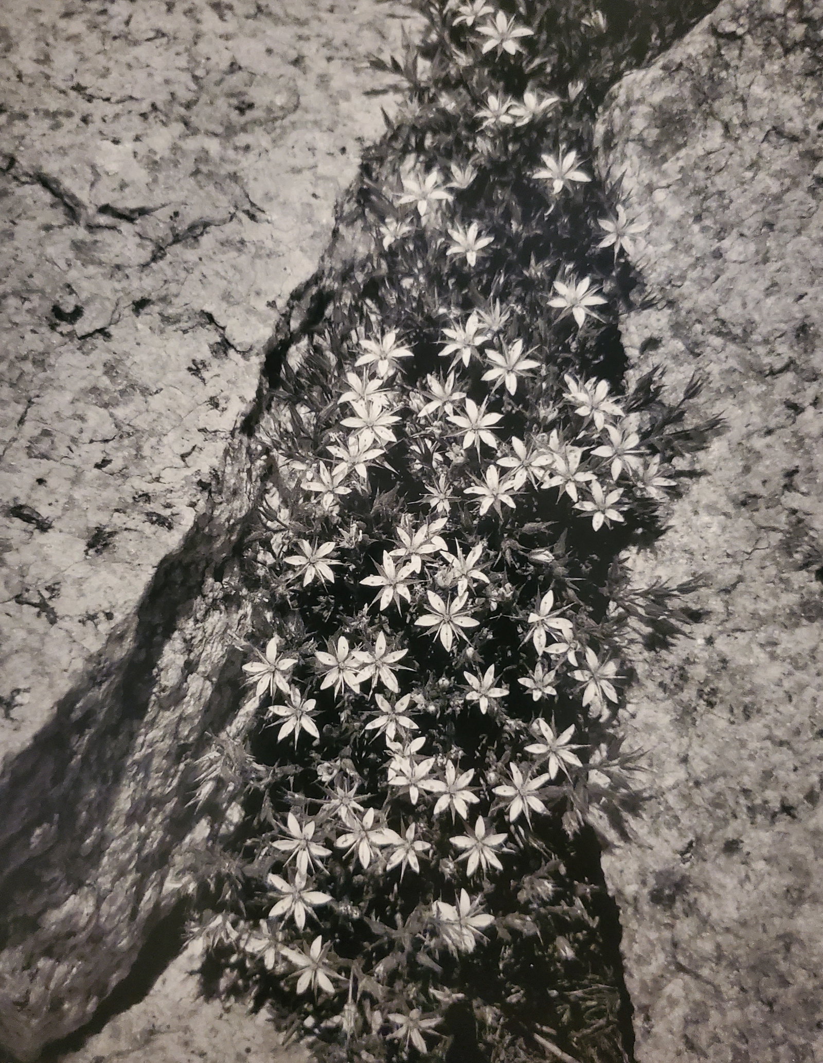 Ansel Adams, Flowers and Rock, San Joaquin Sierra, California, 1936: Photographer: Ansel Adams (American, 1902 - 1984) - Internationally renowned American photographer. One of the most influential artists in photographic history. Title: "Flowers and Rock, San Joaquin S
