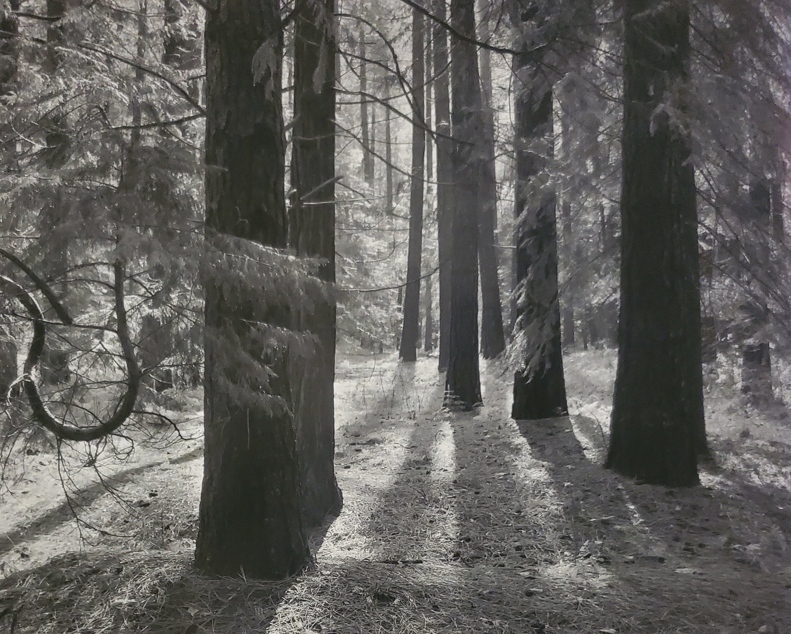Ansel Adams, Forest Floor, Yosemite National Park, California, C. 1950: Photographer: Ansel Adams (American, 1902 - 1984) - Internationally renowned American photographer. One of the most influential artists in photographic history. Title: "Forest Floor, Yosemite National