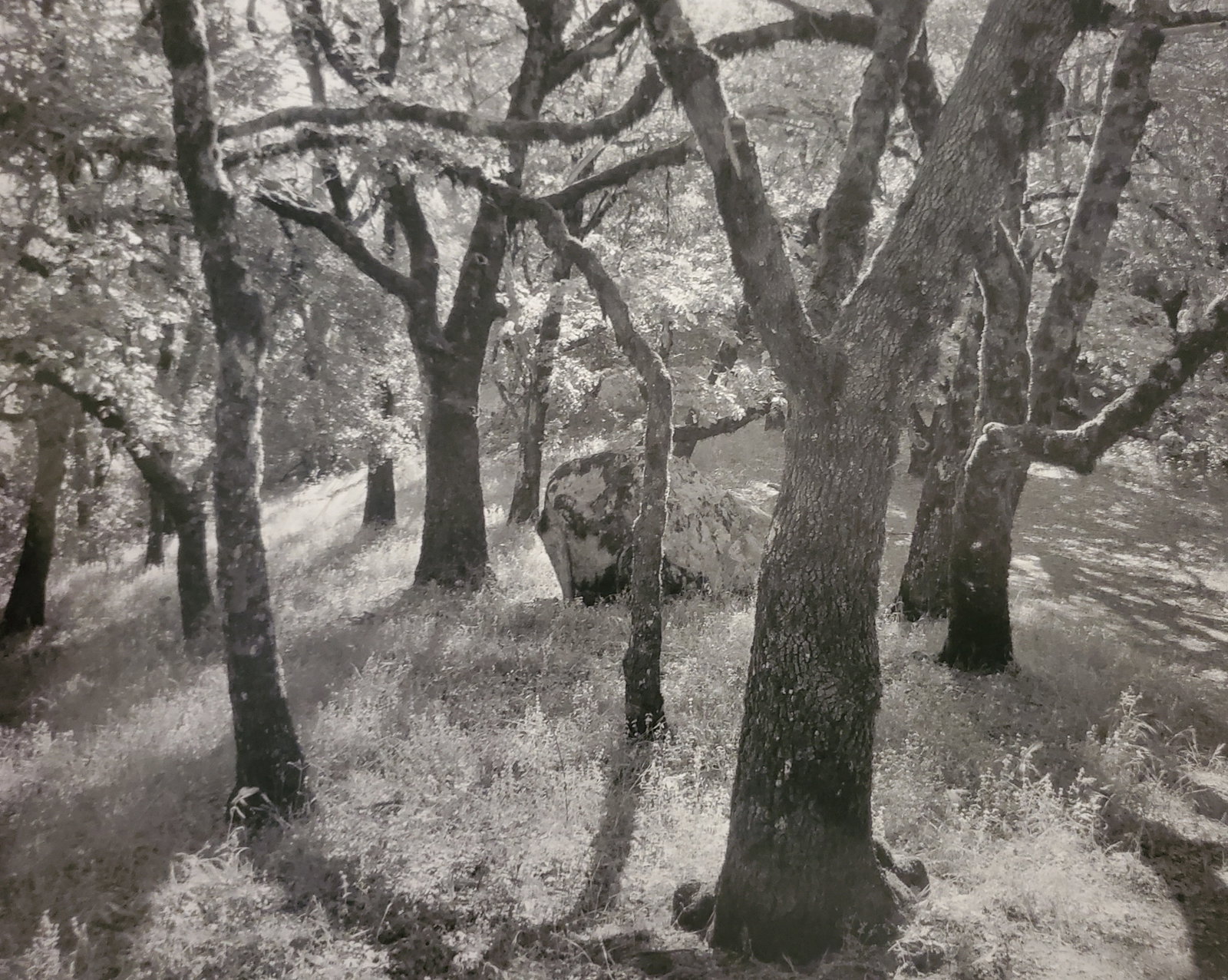 Ansel Adams, Forest, Castle Rock State Park, California, 1962 (1 of 1)