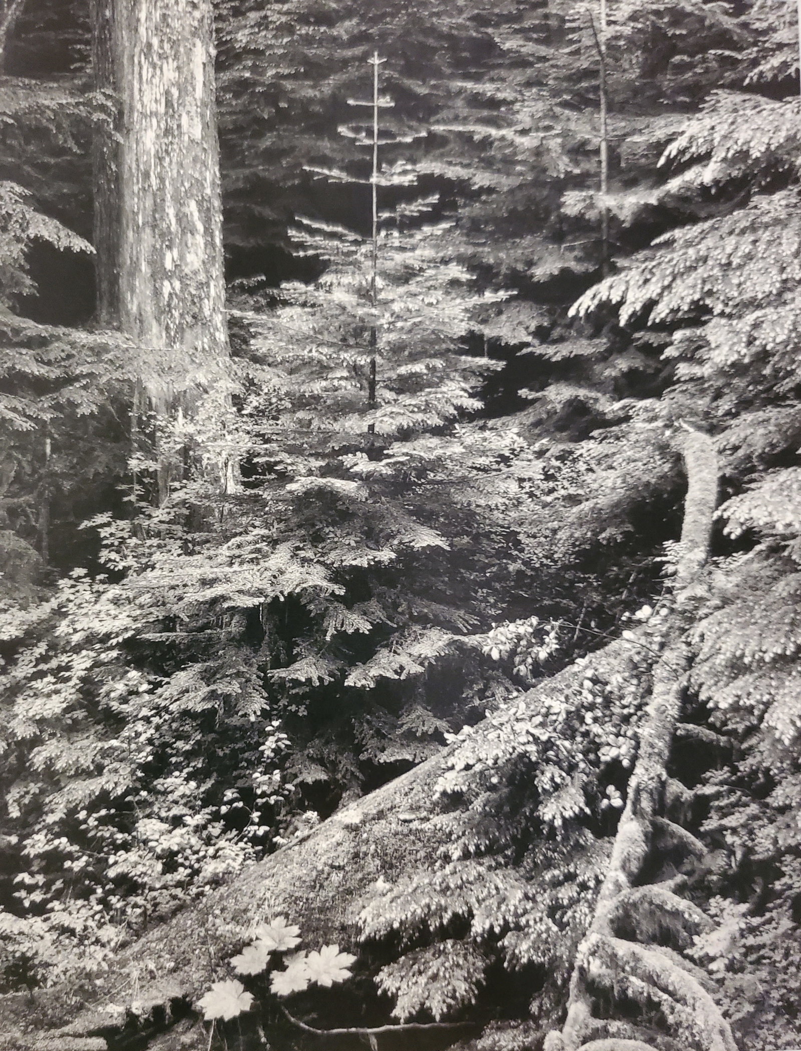 Ansel Adams, Forest, Early Morning, Mount Rainier National Park, Washington, 1949: Photographer: Ansel Adams (American, 1902 - 1984) - Internationally renowned American photographer. One of the most influential artists in photographic history. Title: "Forest, Early Morning, Mount Ra