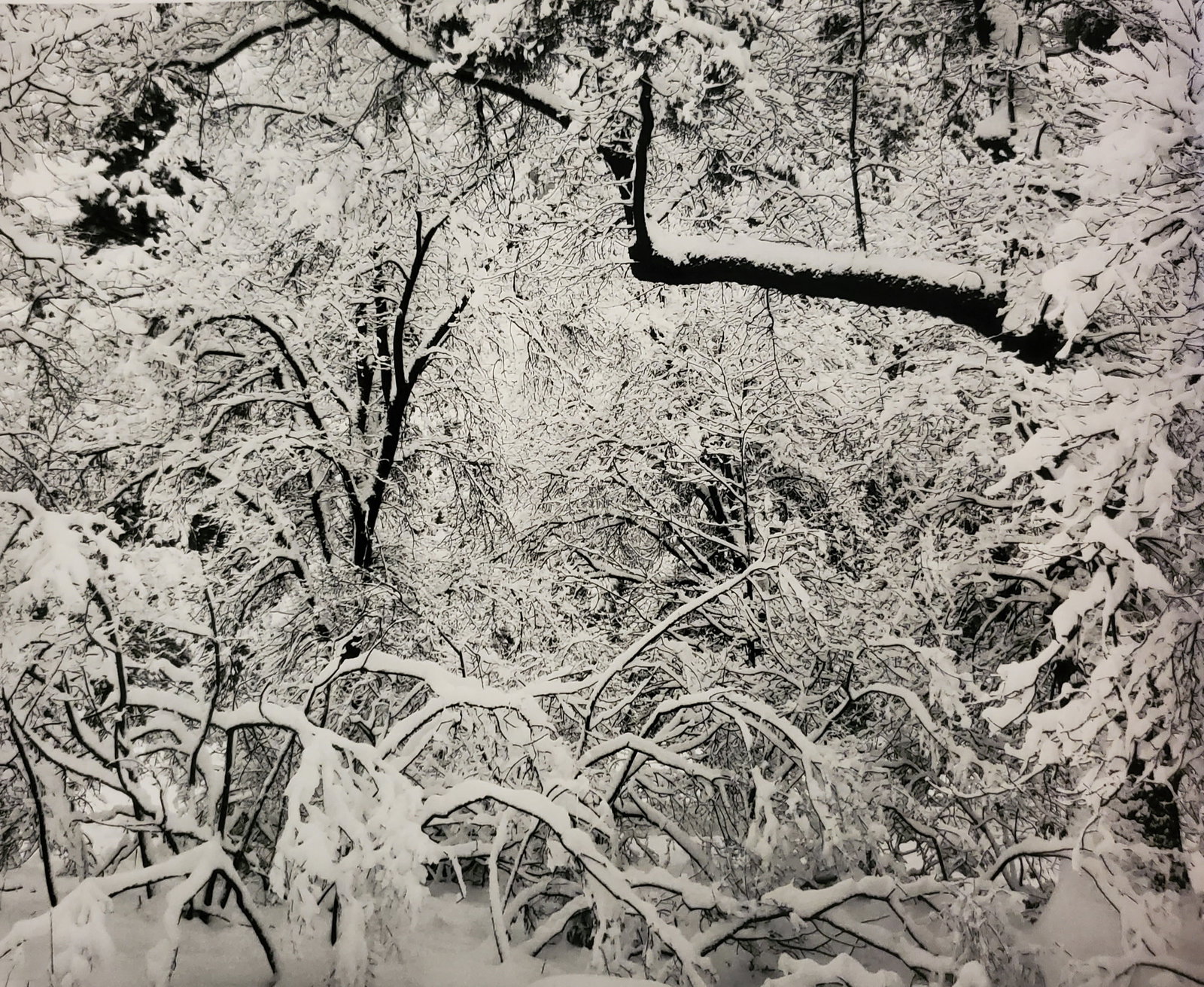 Ansel Adams, Fresh Snow, Yosemite National Park, California, C. 1947: Photographer: Ansel Adams (American, 1902 - 1984) - Internationally renowned American photographer. One of the most influential artists in photographic history. Title: "Fresh Snow, Yosemite National P