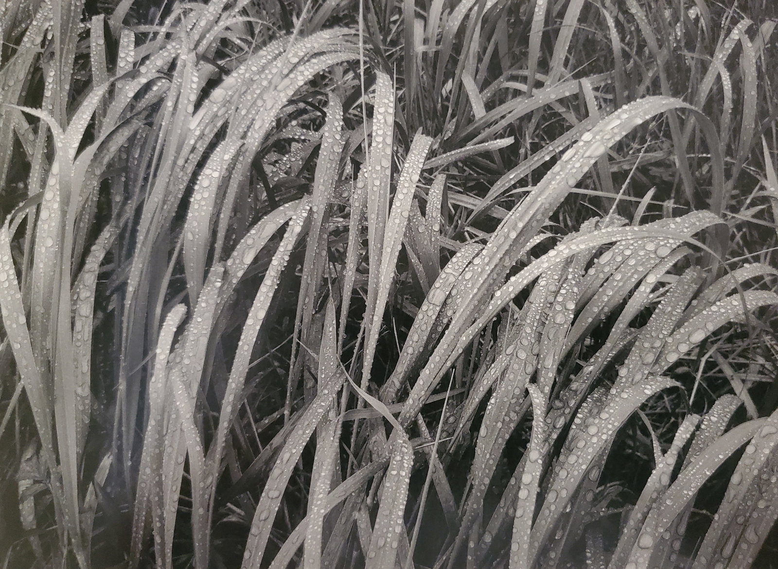 Ansel Adams, Grass in Rain, Glacier Bay National Park, Alaska, 1948: Photographer: Ansel Adams (American, 1902 - 1984) - Internationally renowned American photographer. One of the most influential artists in photographic history. Title: "Grass in Rain, Glacier Bay Nati