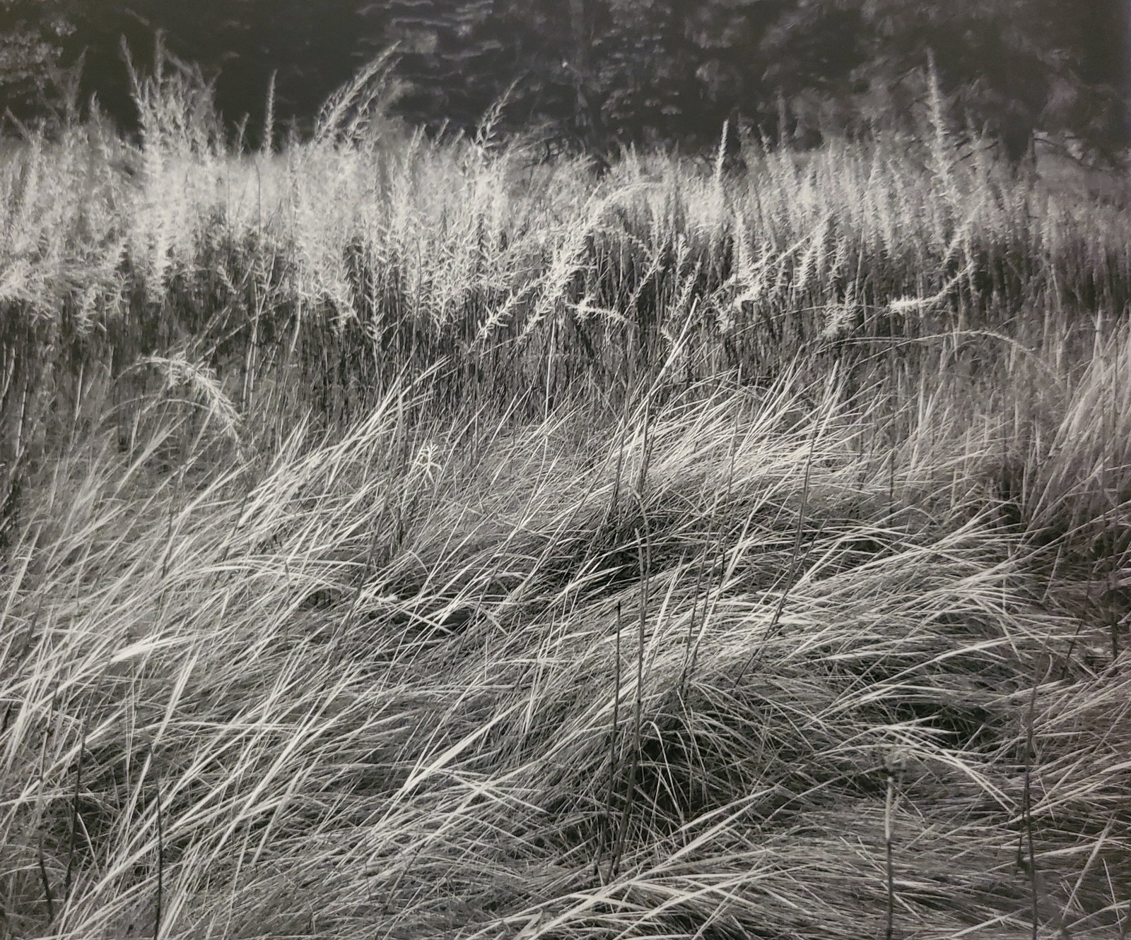 Ansel Adams, Grass, Yosemite National Park, California, 1944: Photographer: Ansel Adams (American, 1902 - 1984) - Internationally renowned American photographer. One of the most influential artists in photographic history. Title: "Grass, Yosemite National Park, 