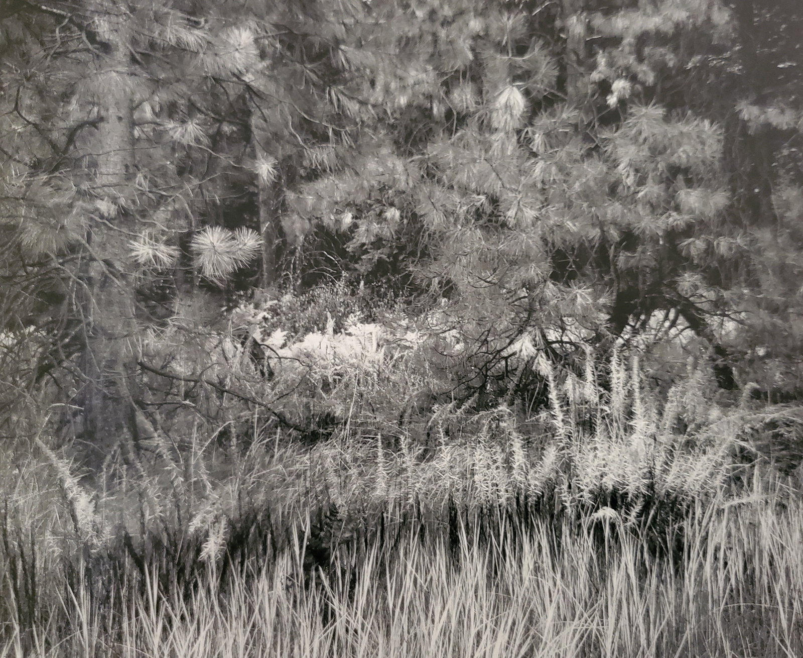 Ansel Adams, Grass, Yosemite National Park, California, 1944: Photographer: Ansel Adams (American, 1902 - 1984) - Internationally renowned American photographer. One of the most influential artists in photographic history. Title: "Grass, Yosemite National Park, 