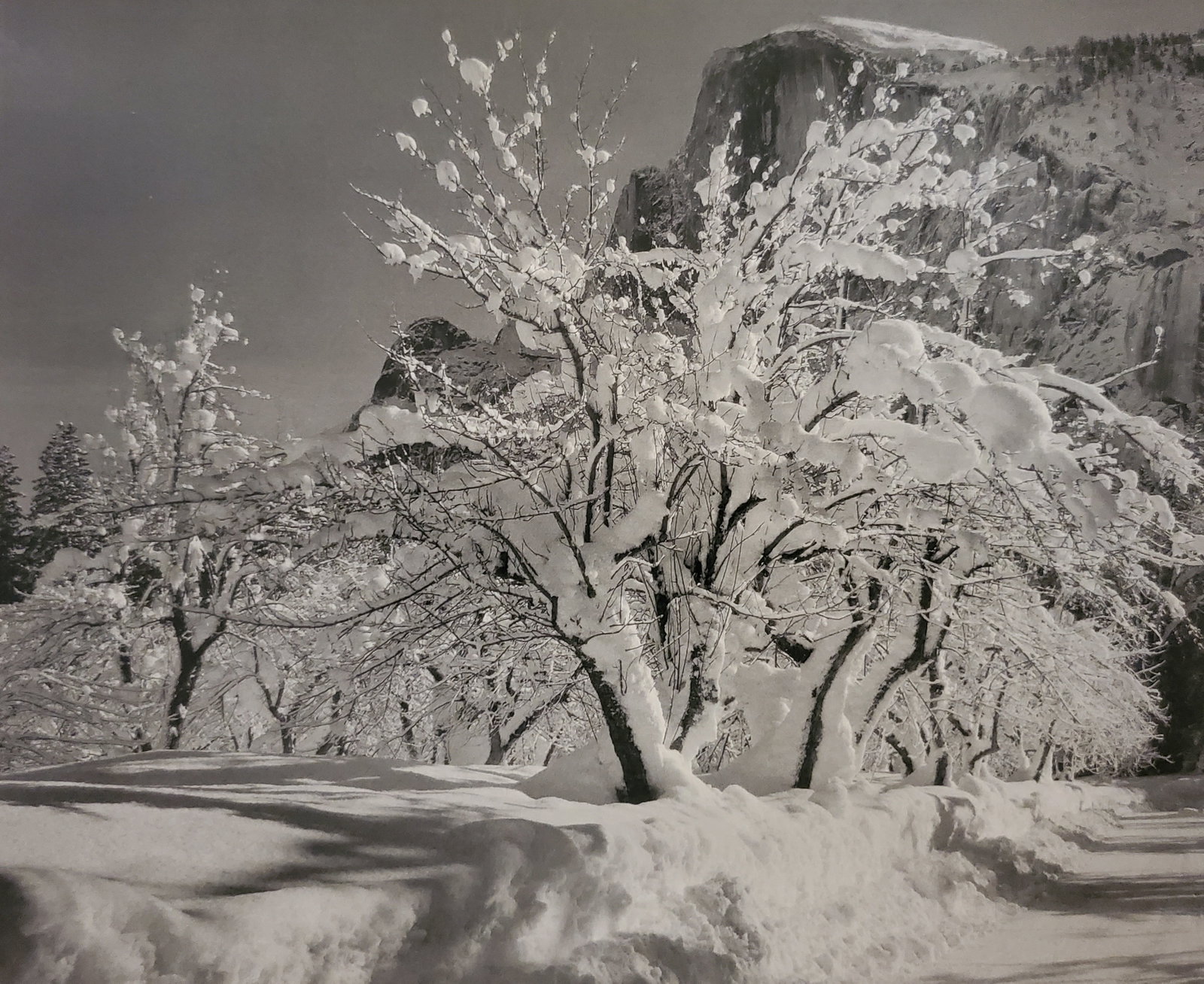 Ansel Adams, Half Dome, Apple Orchard, Winter, Yosemite National Park, California, C. 1932: Photographer: Ansel Adams (American, 1902 - 1984) - Internationally renowned American photographer. One of the most influential artists in photographic history. Title: "Half Dome, Apple Orchard, Winte