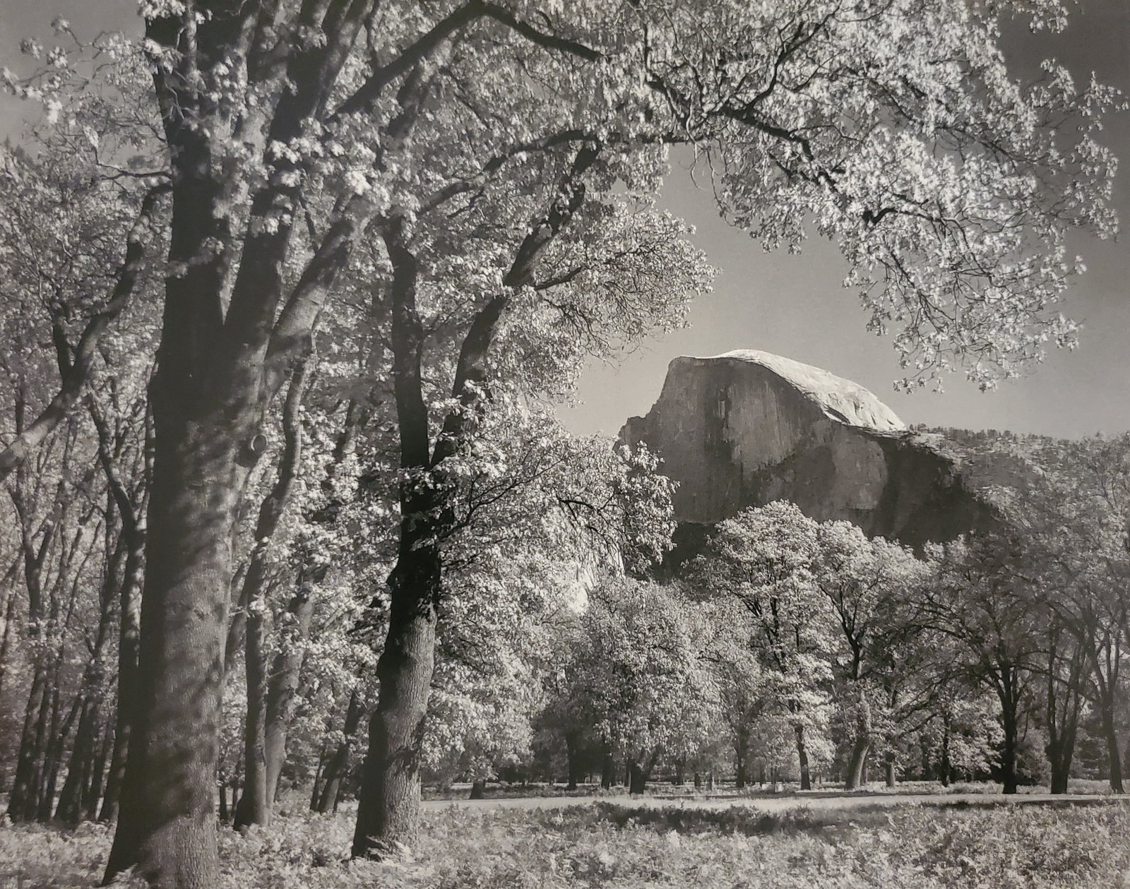 Ansel Adams, Half Dome, Oak Trees, Autumn, Yosemite National Park, California, 1938: Photographer: Ansel Adams (American, 1902 - 1984) - Internationally renowned American photographer. One of the most influential artists in photographic history. Title: "Half Dome, Oak Trees, Autumn, Y
