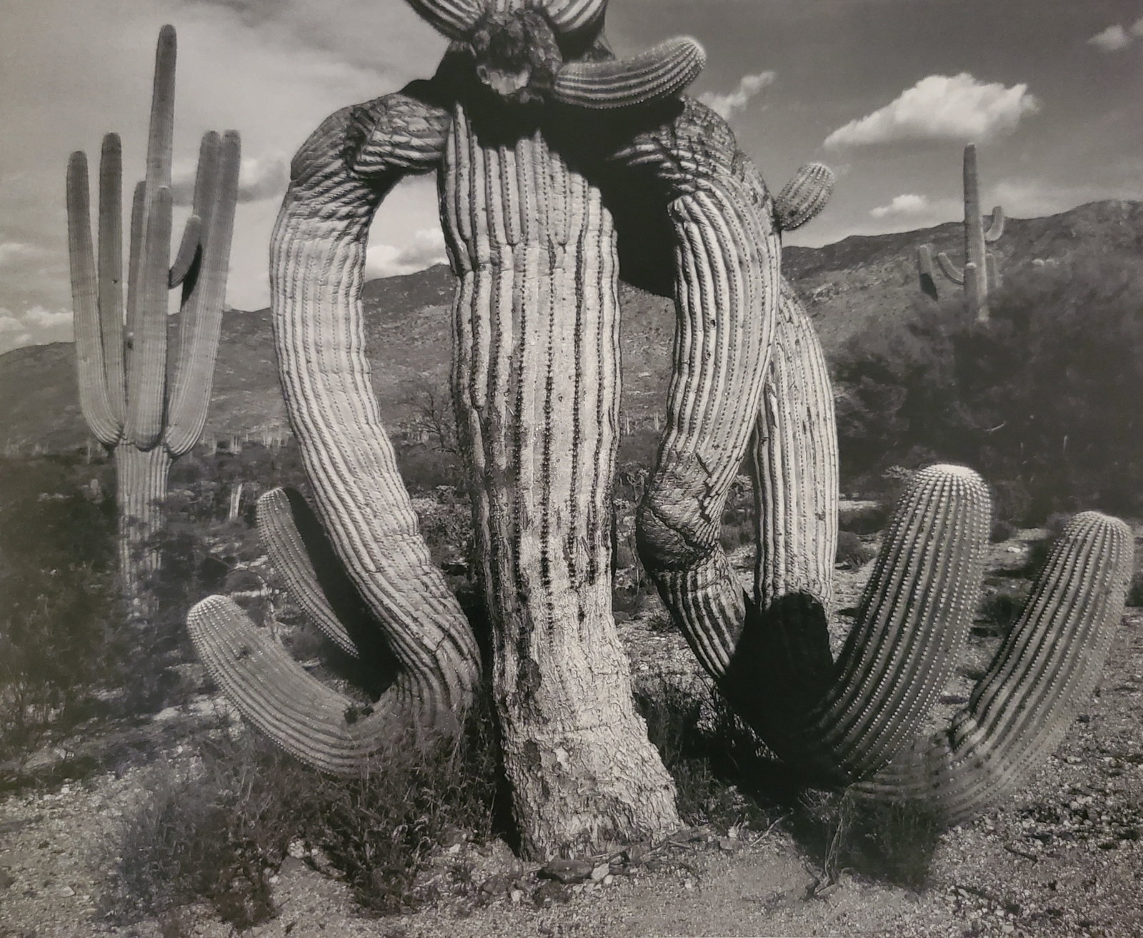 Ansel Adams, Involute Cactus, Saguaro National Monument, Arizona, C. 1952: Photographer: Ansel Adams (American, 1902 - 1984) - Internationally renowned American photographer. One of the most influential artists in photographic history. Title: "Involute Cactus, Saguaro Nation