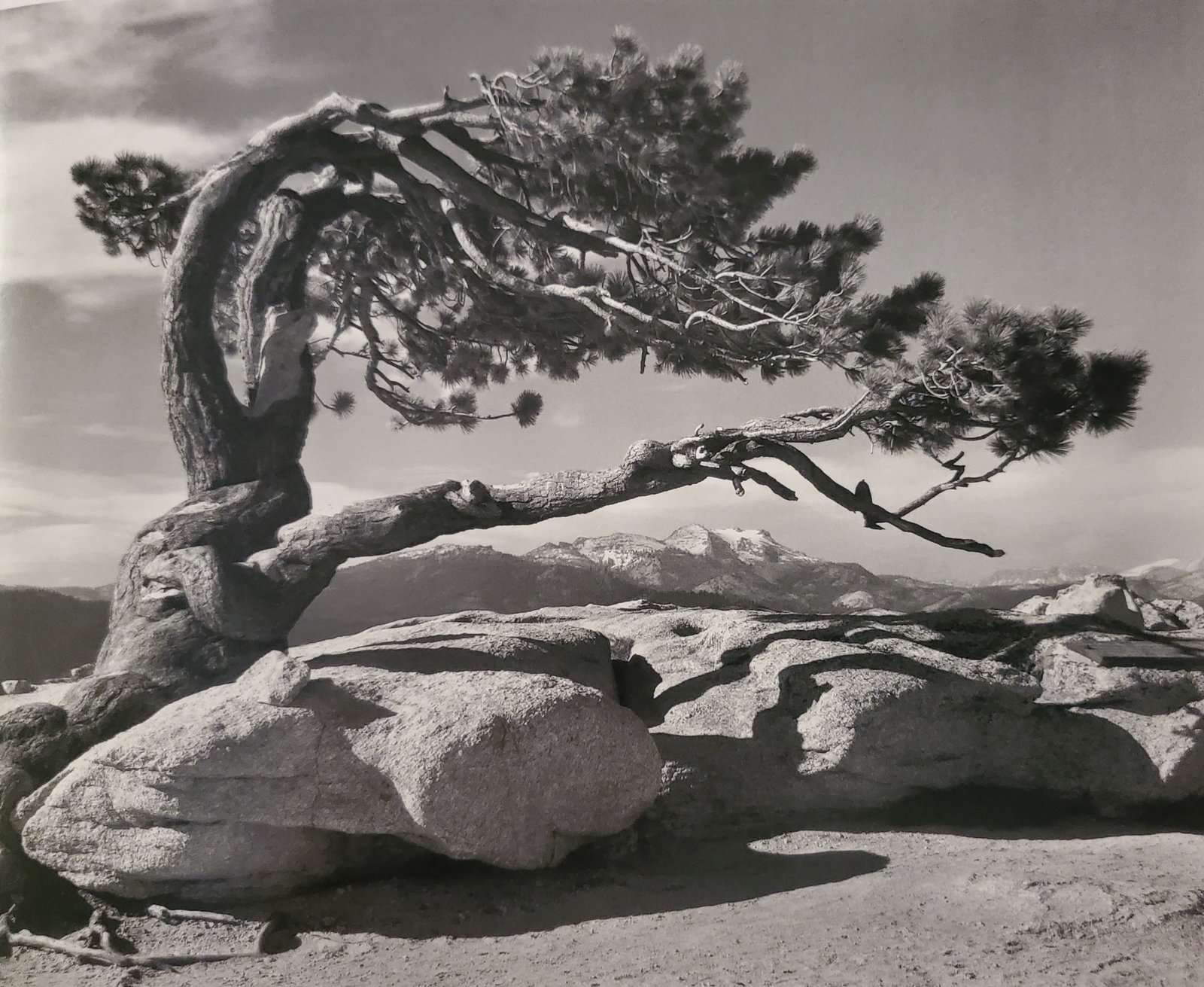 Ansel Adams, Jeffrey Pine, Sentinel Dome, Yosemite National Park, California, 1940 (1 of 1)
