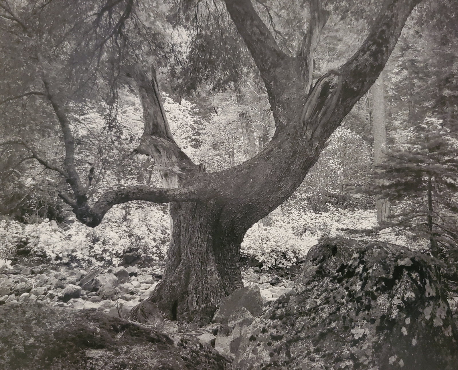 Ansel Adams, Late Autumn Evening, Merced River Canyon, Yosemite National Park, California, 1944: Photographer: Ansel Adams (American, 1902 - 1984) - Internationally renowned American photographer. One of the most influential artists in photographic history. Title: "Late Autumn Evening, Merced Riv