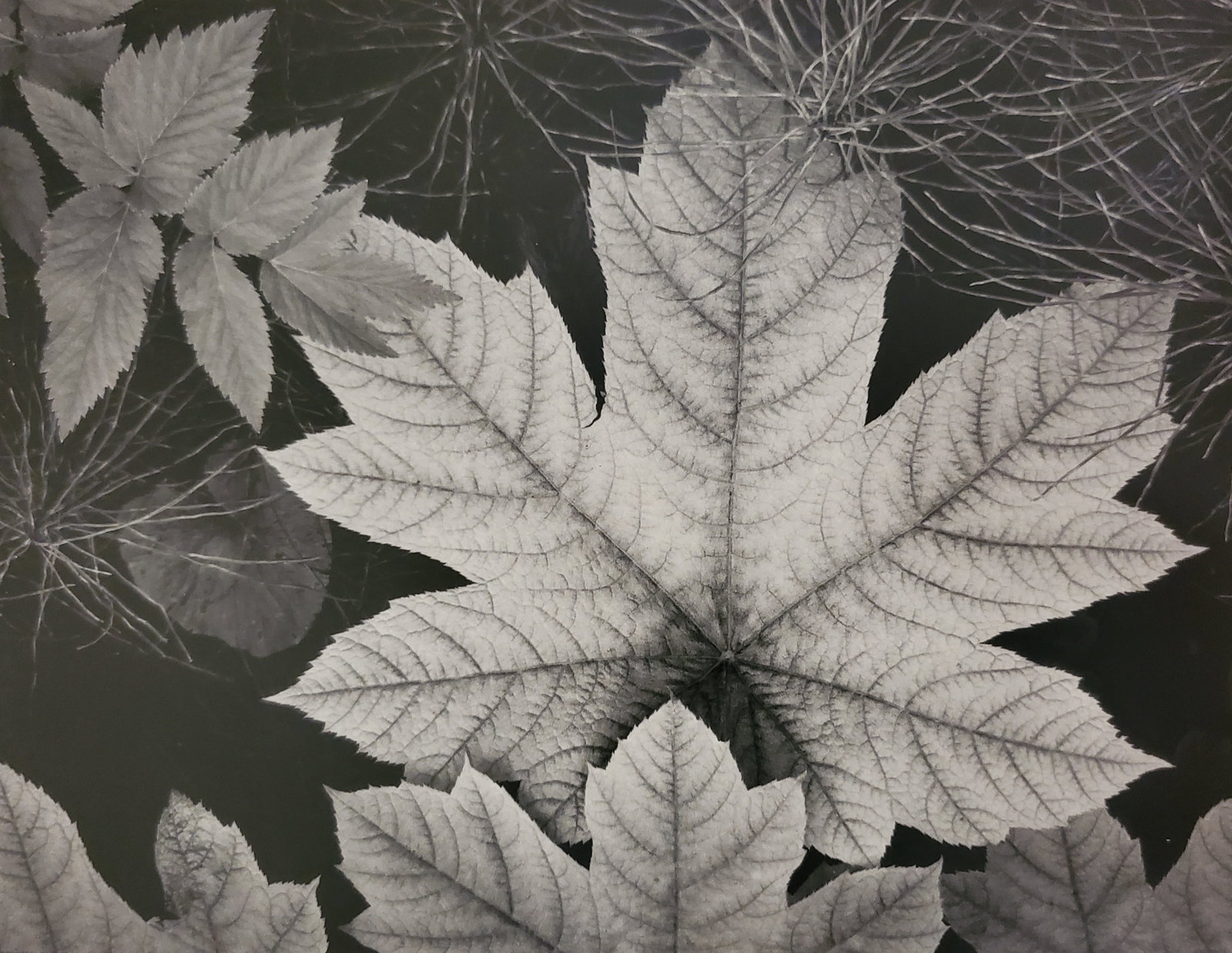 Ansel Adams, Leaf, Glacier National Park, Alaska, 1948: Photographer: Ansel Adams (American, 1902 - 1984) - Internationally renowned American photographer. One of the most influential artists in photographic history. Title: "Leaf, Glacier National Park, Al