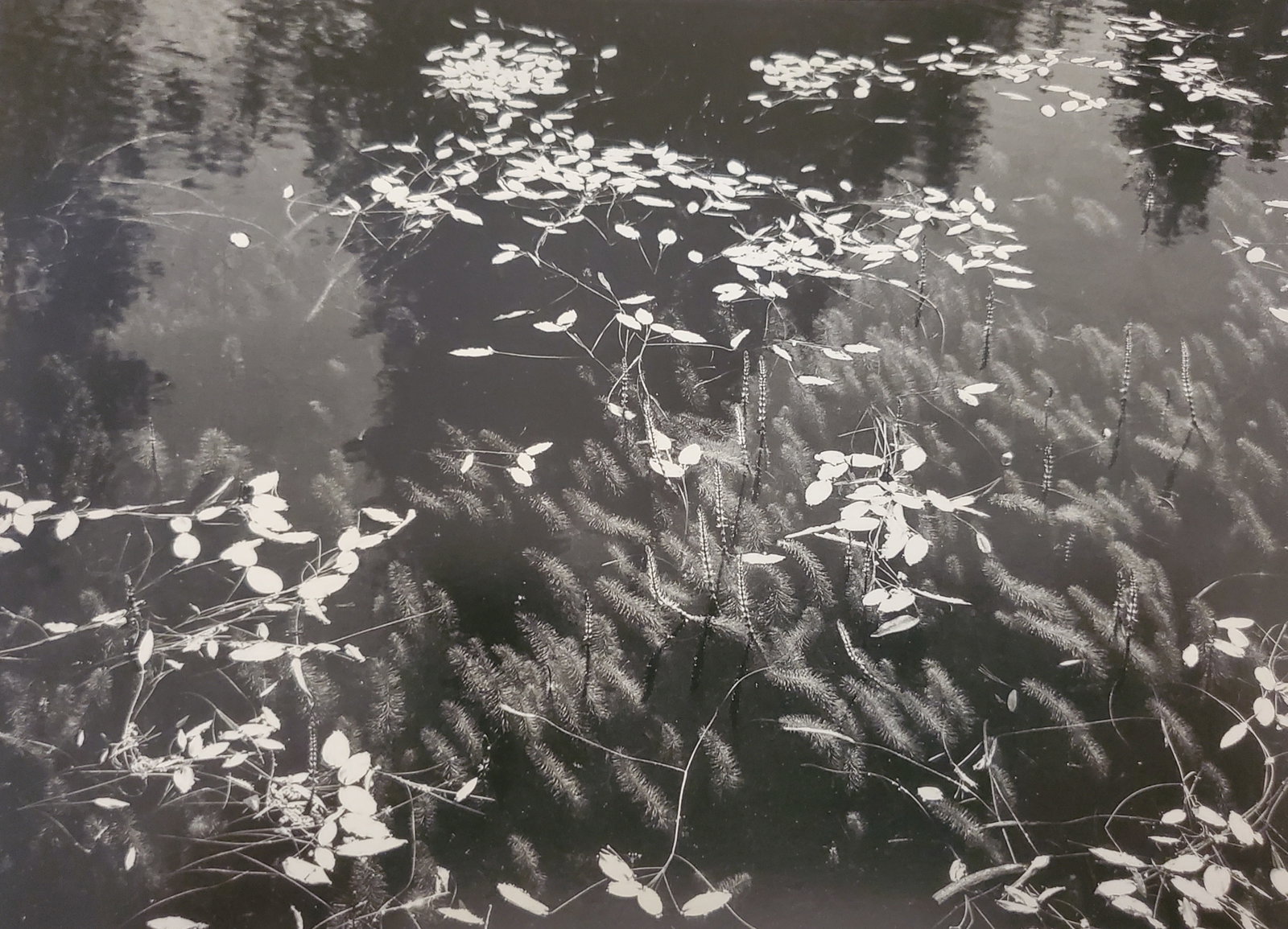 Ansel Adams, Leaves on Pool, California, C. 1935: Photographer: Ansel Adams (American, 1902 - 1984) - Internationally renowned American photographer. One of the most influential artists in photographic history. Title: "Leaves on Pool, California" Dat