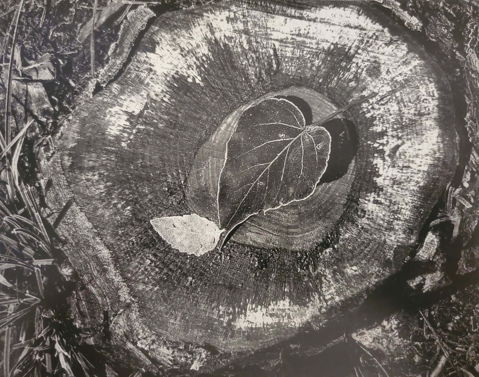 Ansel Adams, Leaves, Frost, Stump, October Morning, Yosemite National Park, California, C. 1931: Photographer: Ansel Adams (American, 1902 - 1984) - Internationally renowned American photographer. One of the most influential artists in photographic history. Title: "Leaves, Frost, Stump, October M
